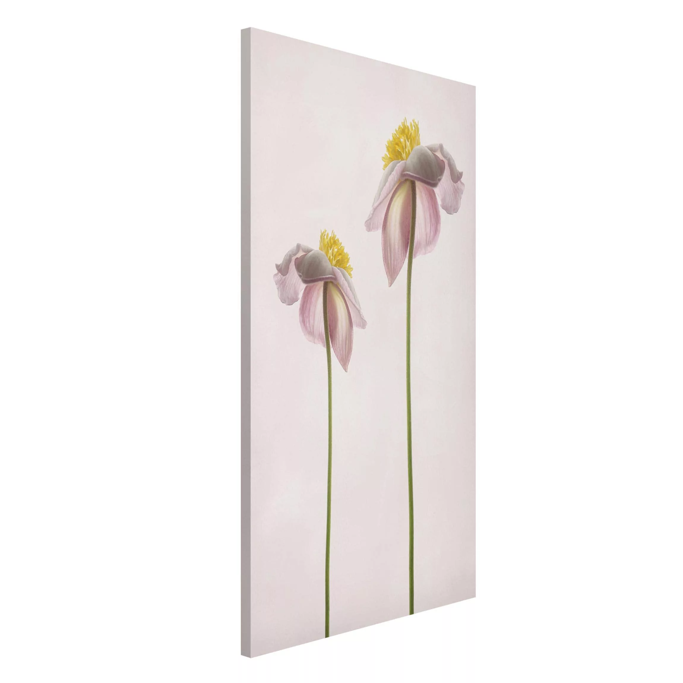 Magnettafel Blumen - Hochformat 3:4 Rosa Anemonenblüten günstig online kaufen