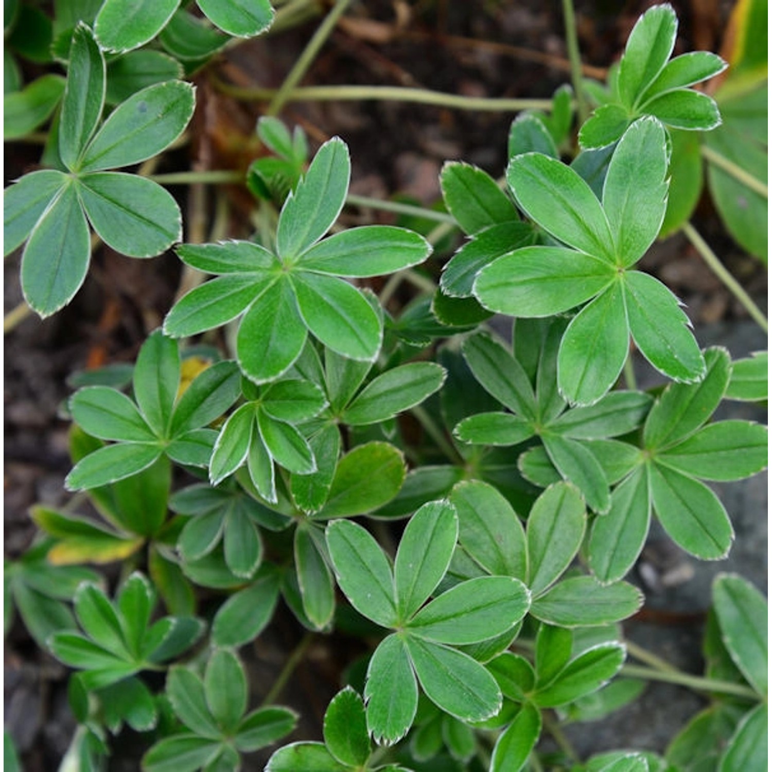 Alpen Frauenmantel - Alchemilla alpina günstig online kaufen