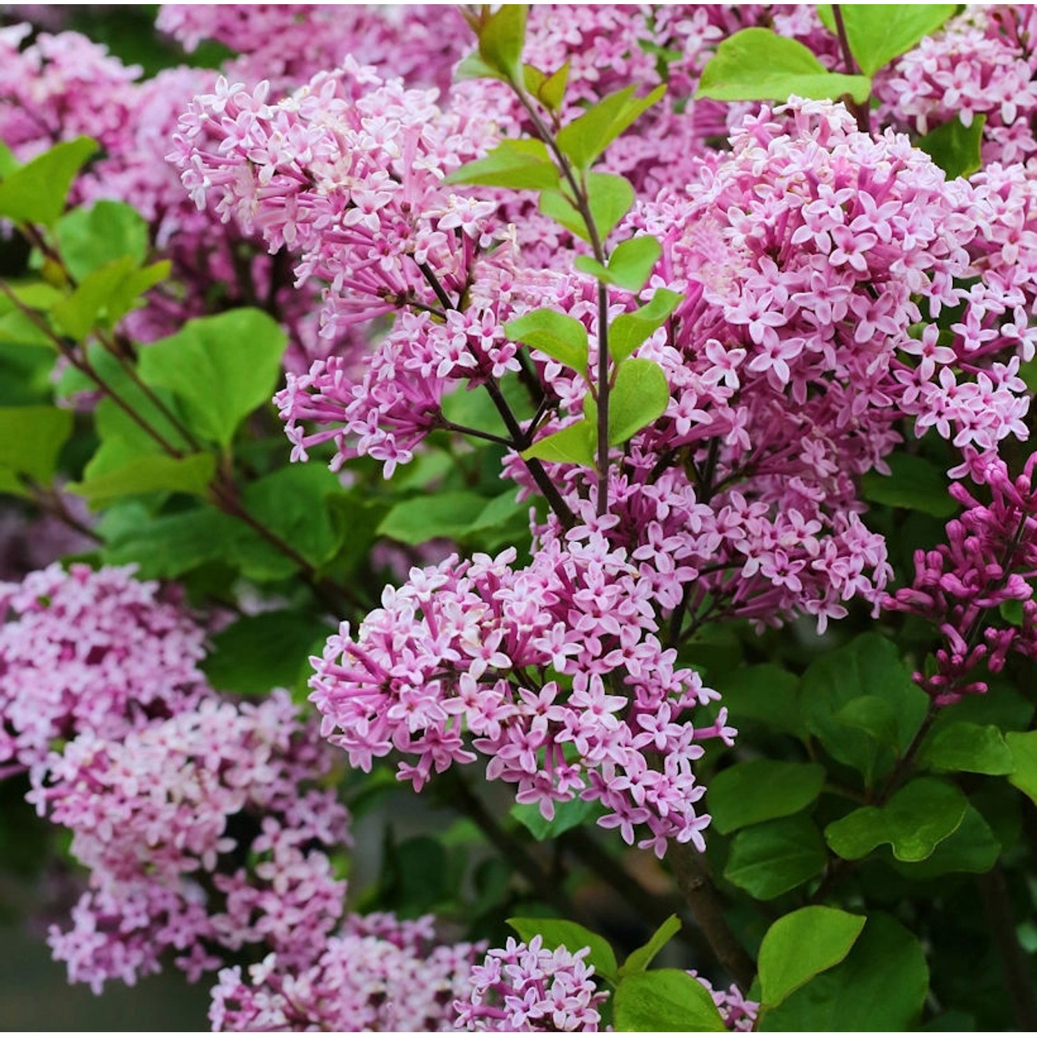 Zwergflieder Lillifee 40-60cm - Syringa meyeri günstig online kaufen