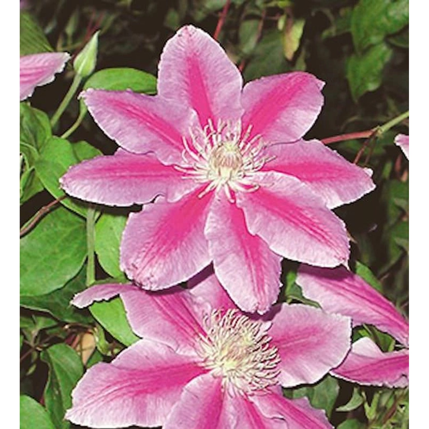 Waldrebe Dr Ruppel 60-80cm - Clematis günstig online kaufen