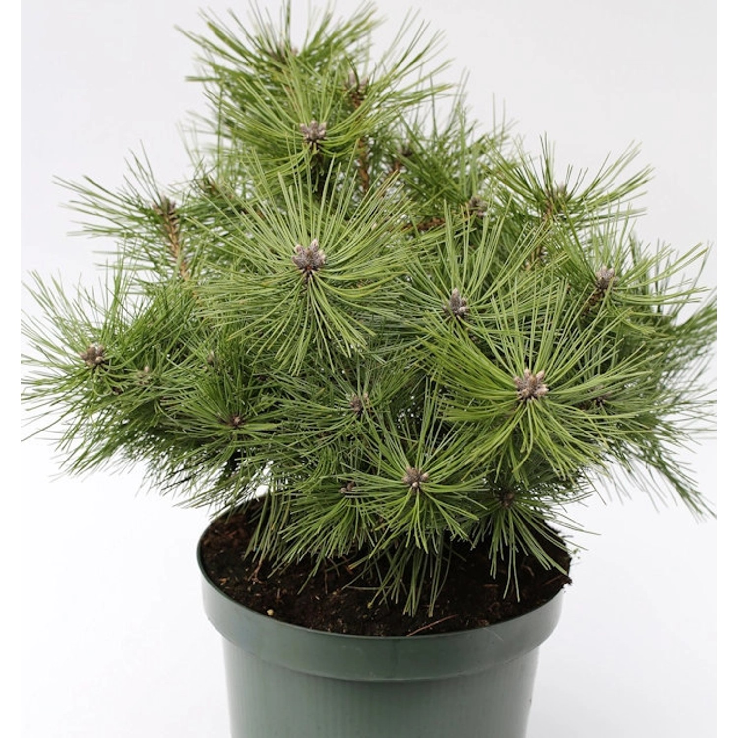 Japanische Rotkiefer Jane Kluis 20-25cm - Pinus densiflora günstig online kaufen