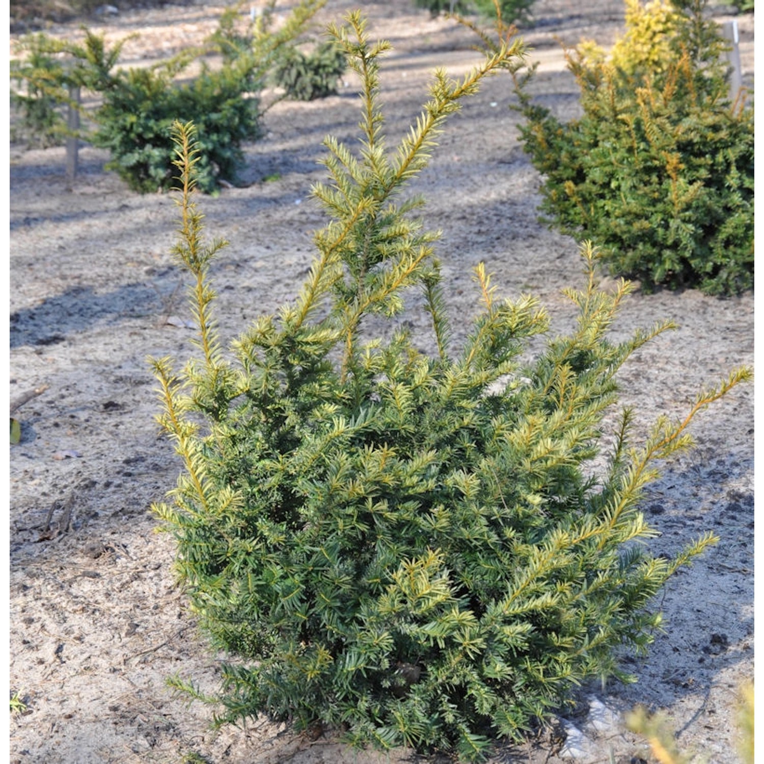 Europäische Eibe Adpressa Aurea 40-50cm - Taxus baccata günstig online kaufen