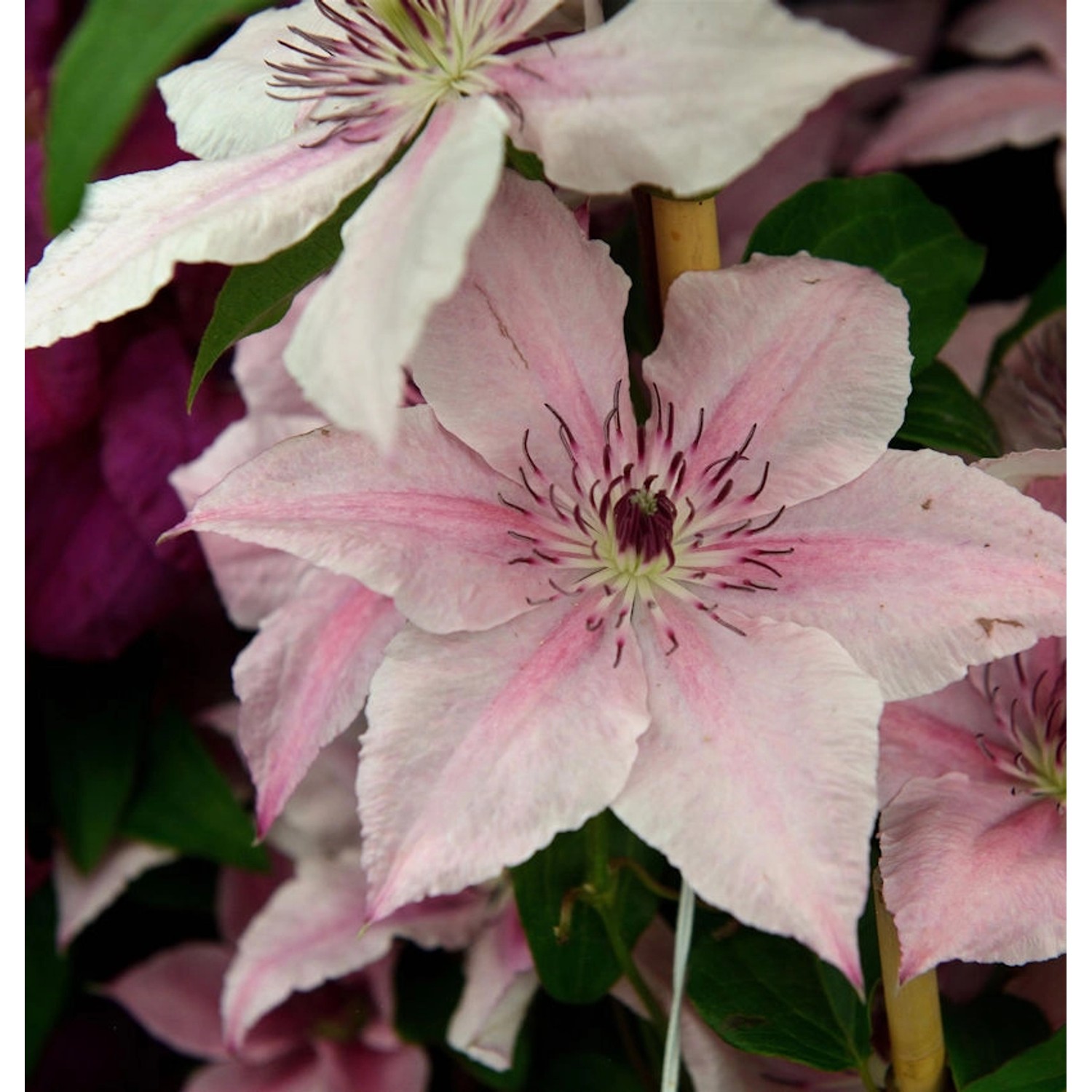 Waldrebe Pink Fantasy 60-80cm - Clematis günstig online kaufen