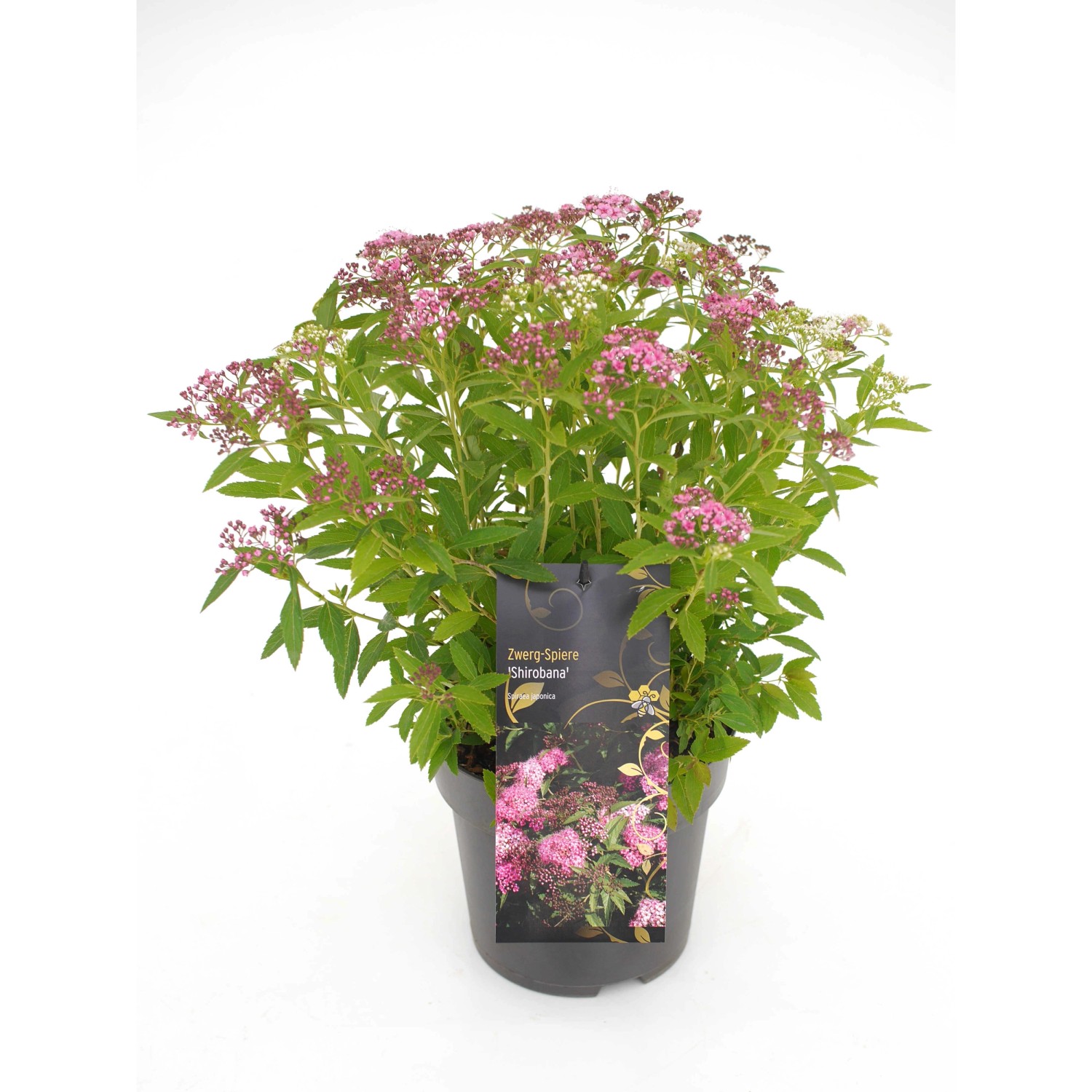 Zwergspiere Shirobana Weiß-Rot Höhe ca. 20 - 30 cm Topf ca. 2,3 l günstig online kaufen