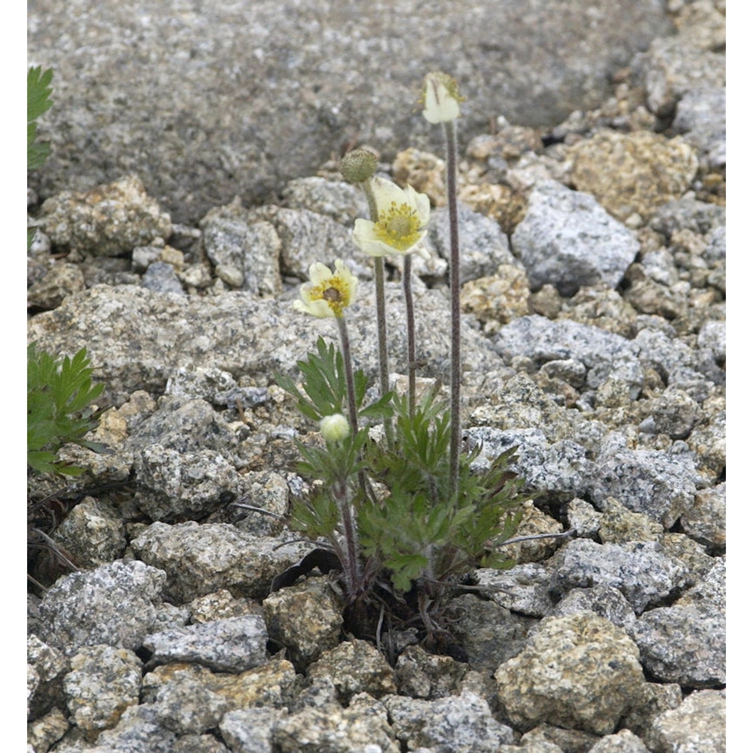 Windröschen - Anemone multifida günstig online kaufen