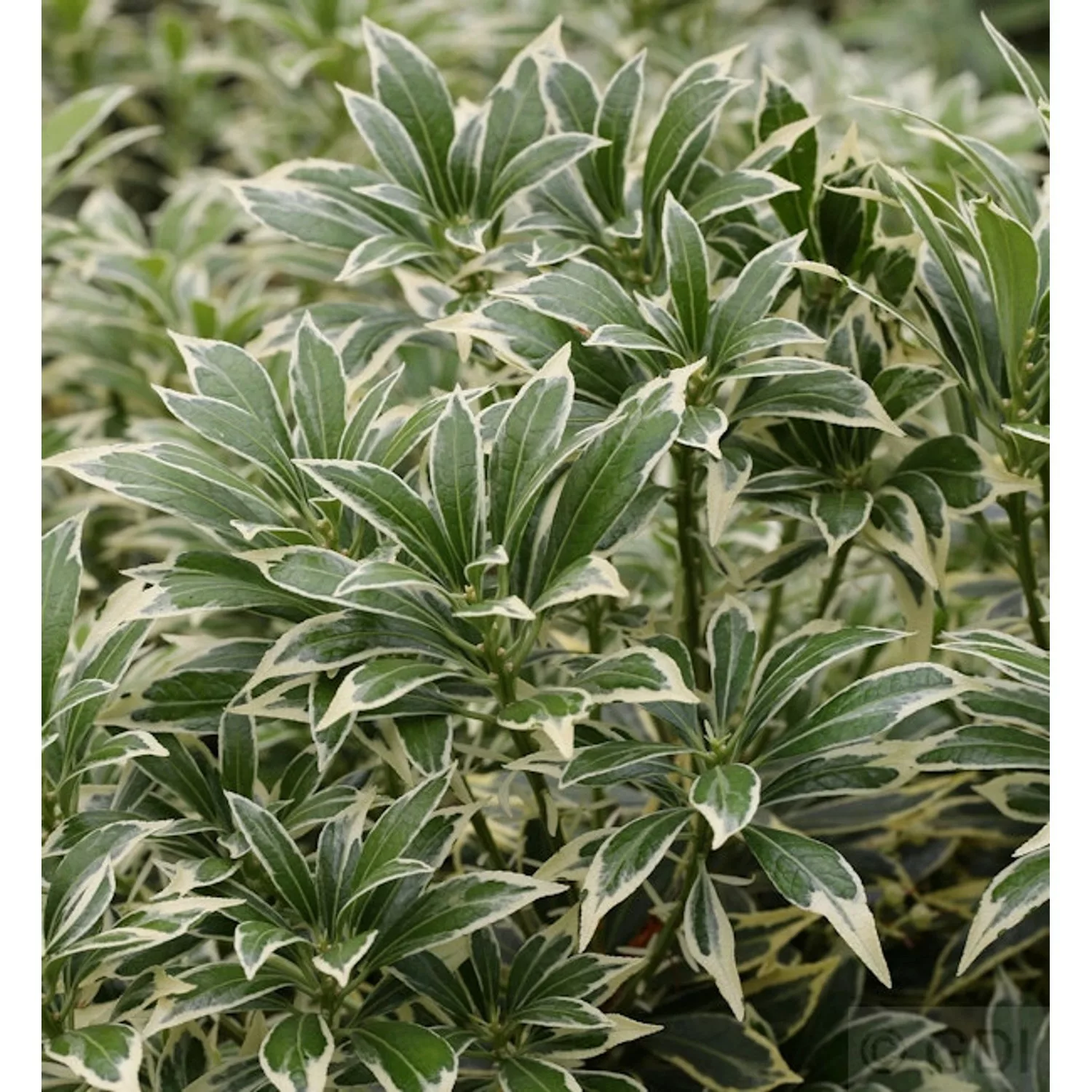 Weißbuntes Schattenglöckchen 20-25cm . Pieris japonica günstig online kaufen