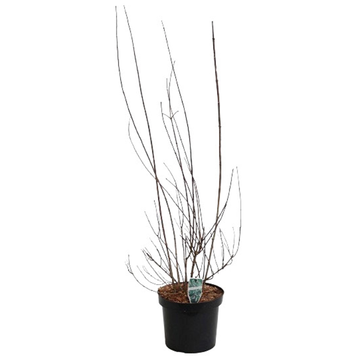 GROW by OBI Gartenjasmin Schneesturm Weiß Höhe ca. 80 - 100 cm Topf ca. 7 l günstig online kaufen