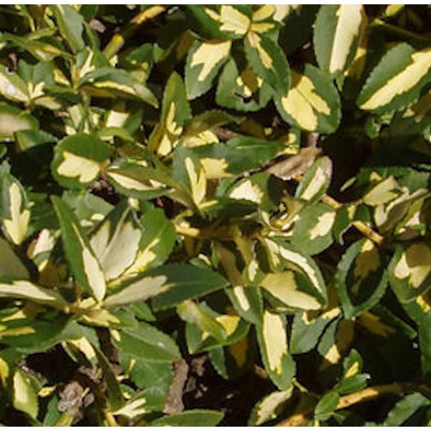 Goldbunte Kriechspindel Sunspot 20-30cm - Euonymus fortunei günstig online kaufen