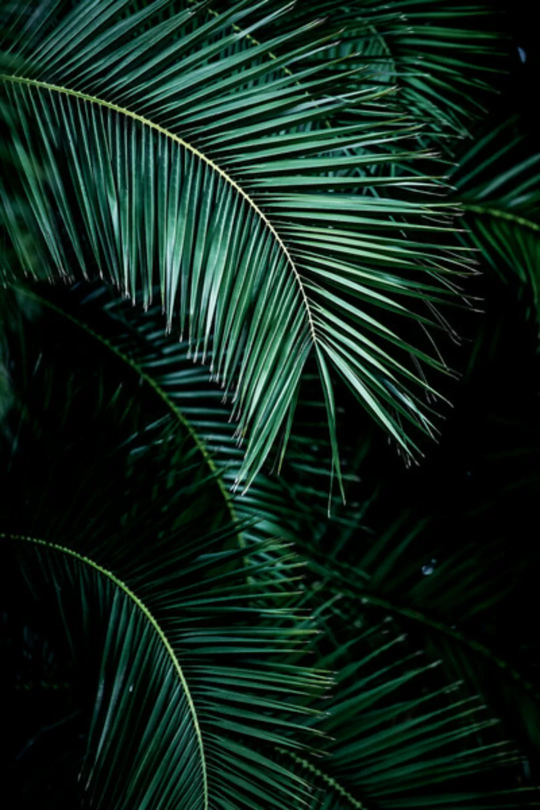 Poster / Leinwandbild - Palm Leaves 9 günstig online kaufen
