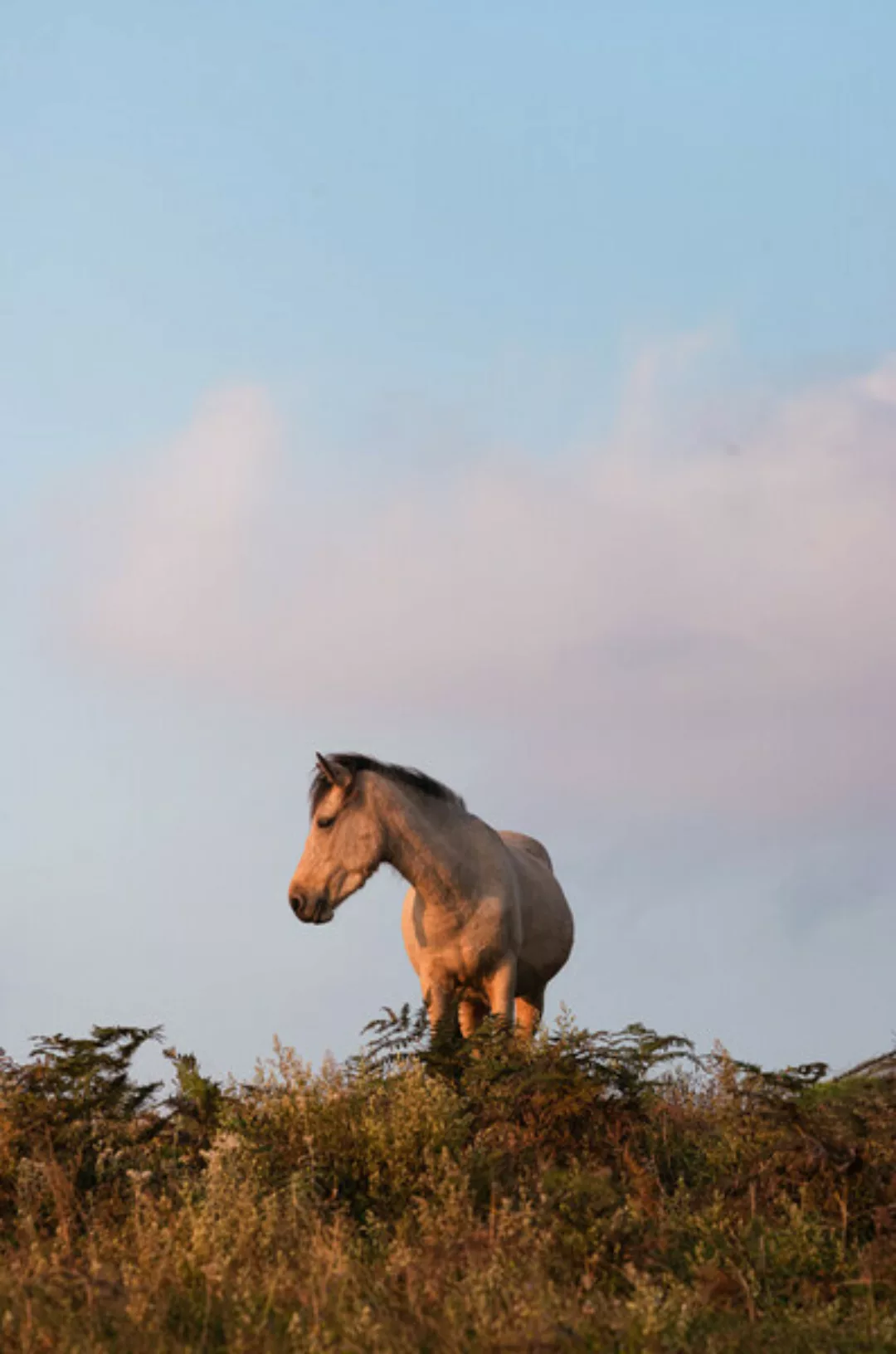 Poster / Leinwandbild - Horse At Sunset günstig online kaufen