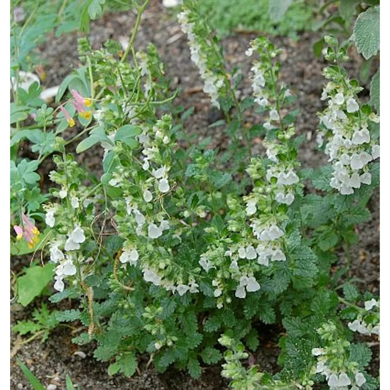 Immergrüner Gamander Alba - Teucrium lucidrys günstig online kaufen