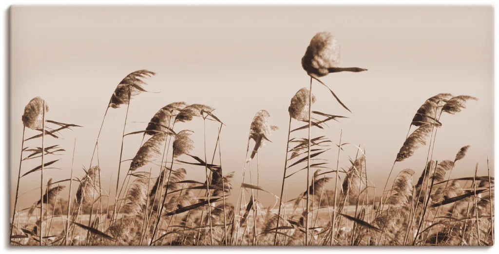 Artland Wandbild "Gräser", Gräser, (1 St.), als Alubild, Outdoorbild, Leinw günstig online kaufen