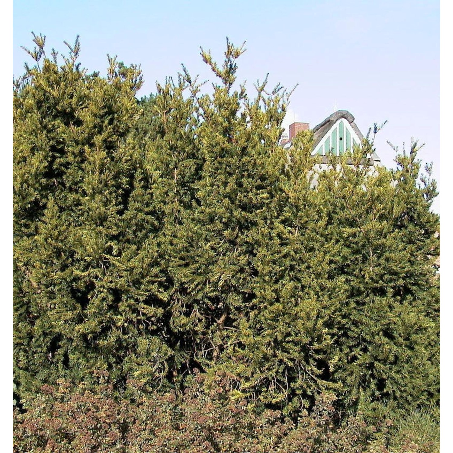 Eibe Hillii 80-100cm - Taxus media günstig online kaufen