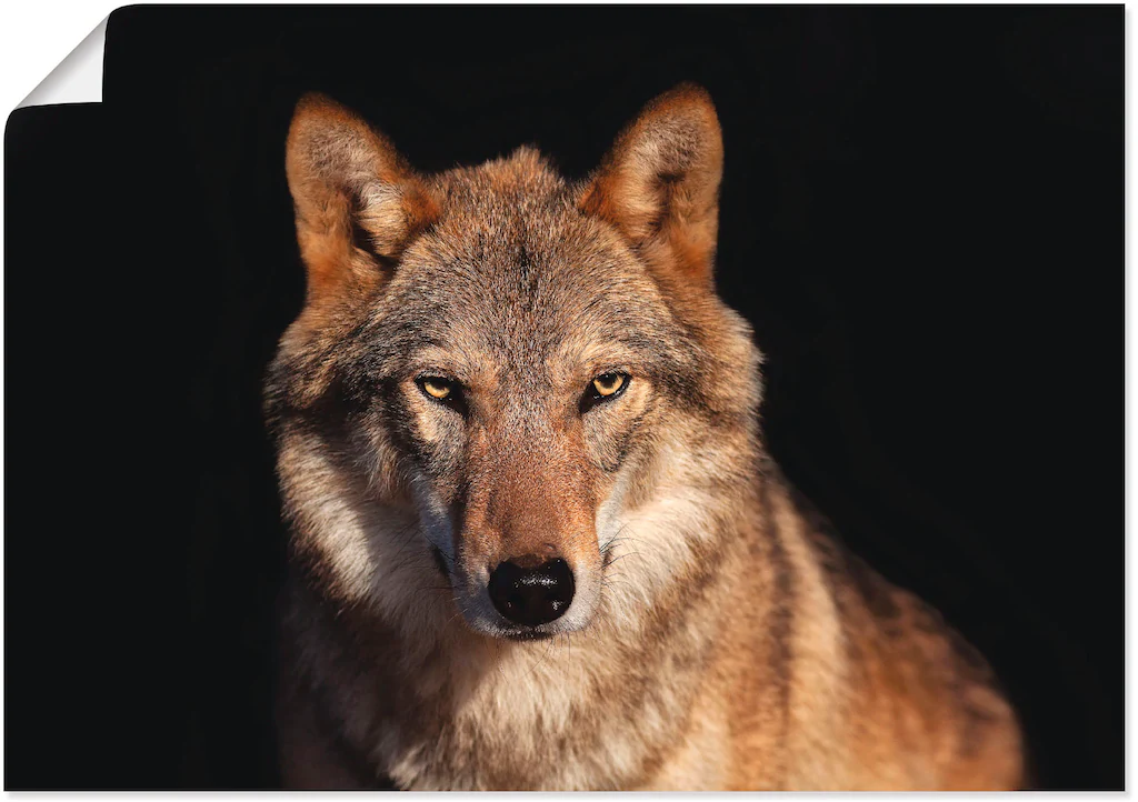 Artland Poster "Wolf", Wildtiere, (1 St.), als Alubild, Leinwandbild, Wanda günstig online kaufen