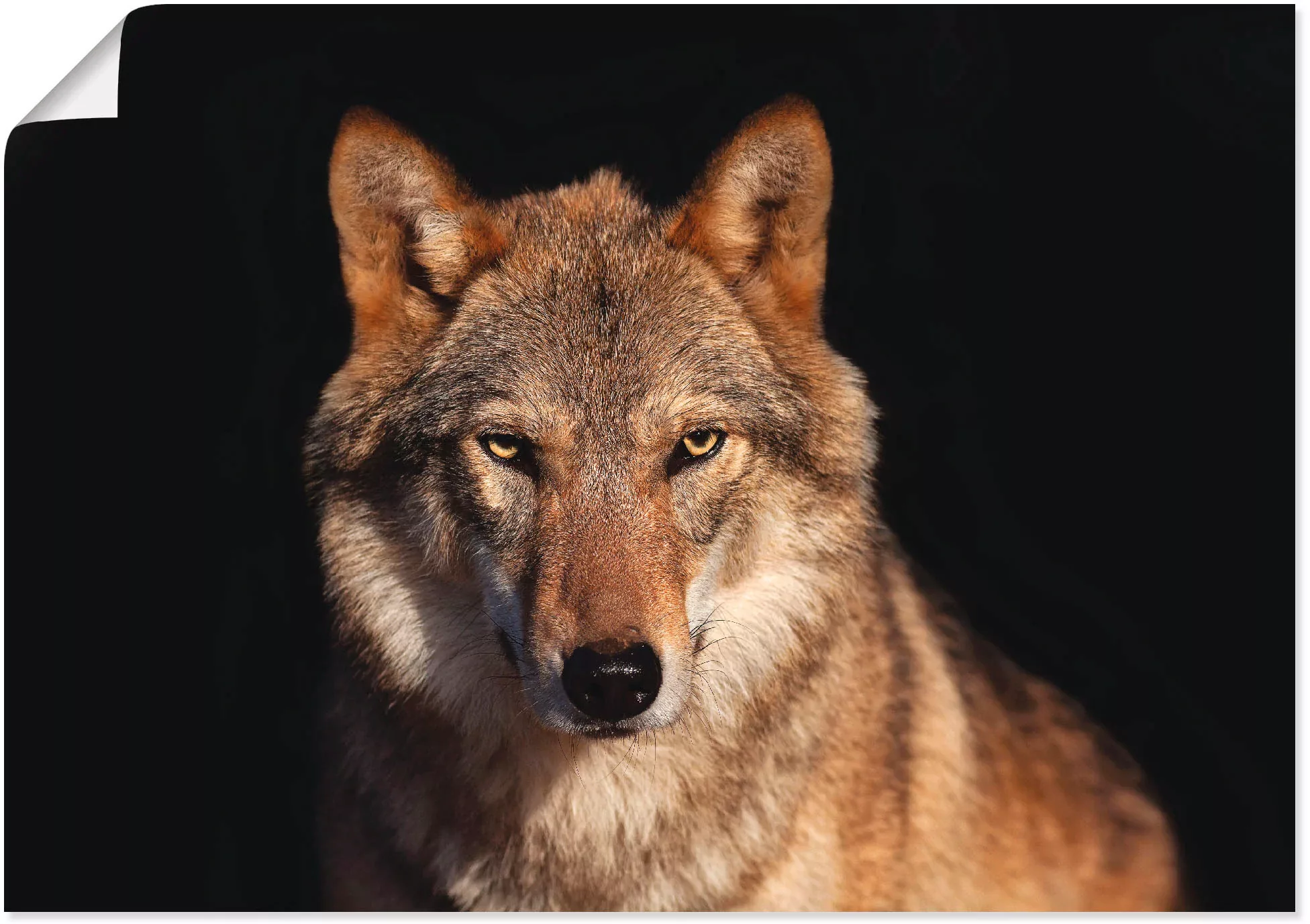 Artland Poster "Wolf", Wildtiere, (1 St.), als Alubild, Leinwandbild, Wanda günstig online kaufen