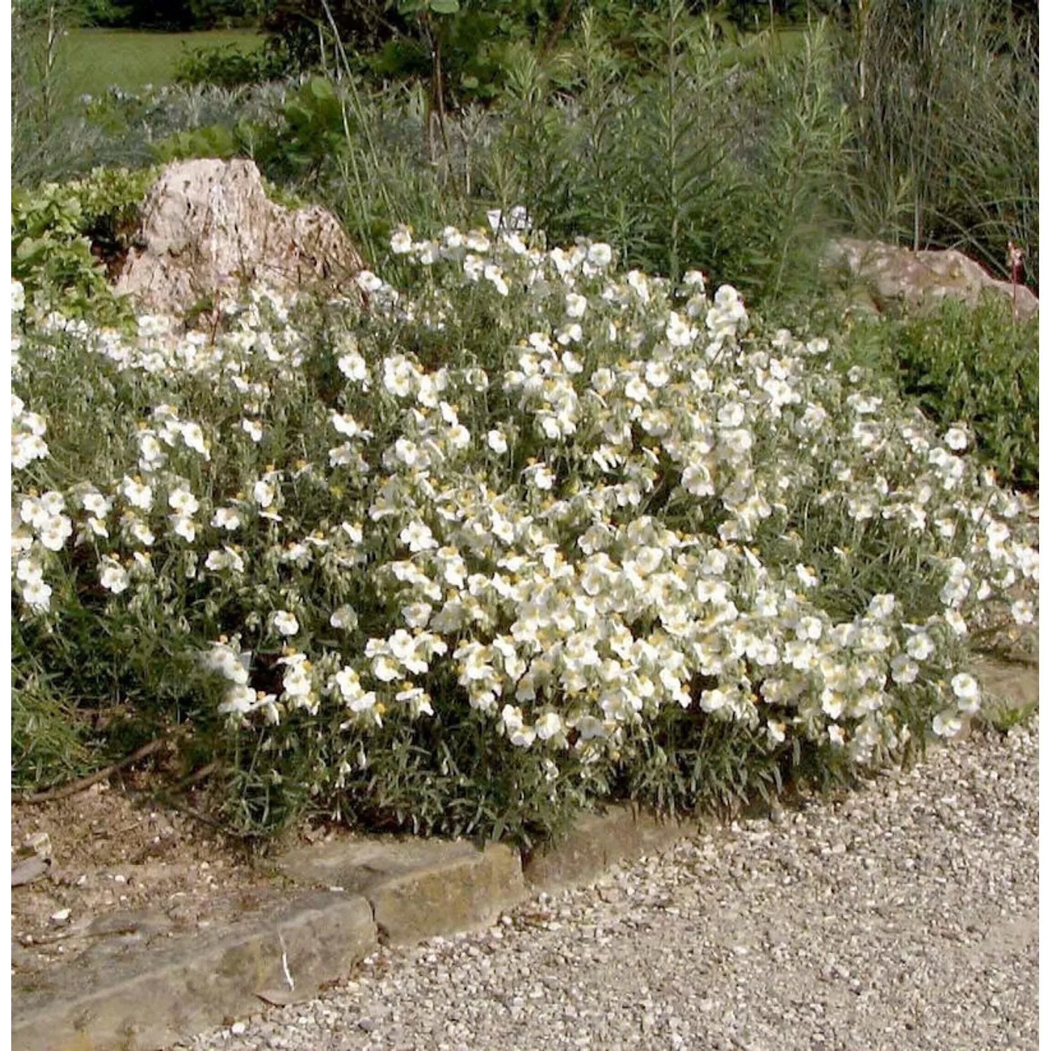 Apenninen-Sonnenröschen Weiß - Helianthemum apenninum günstig online kaufen