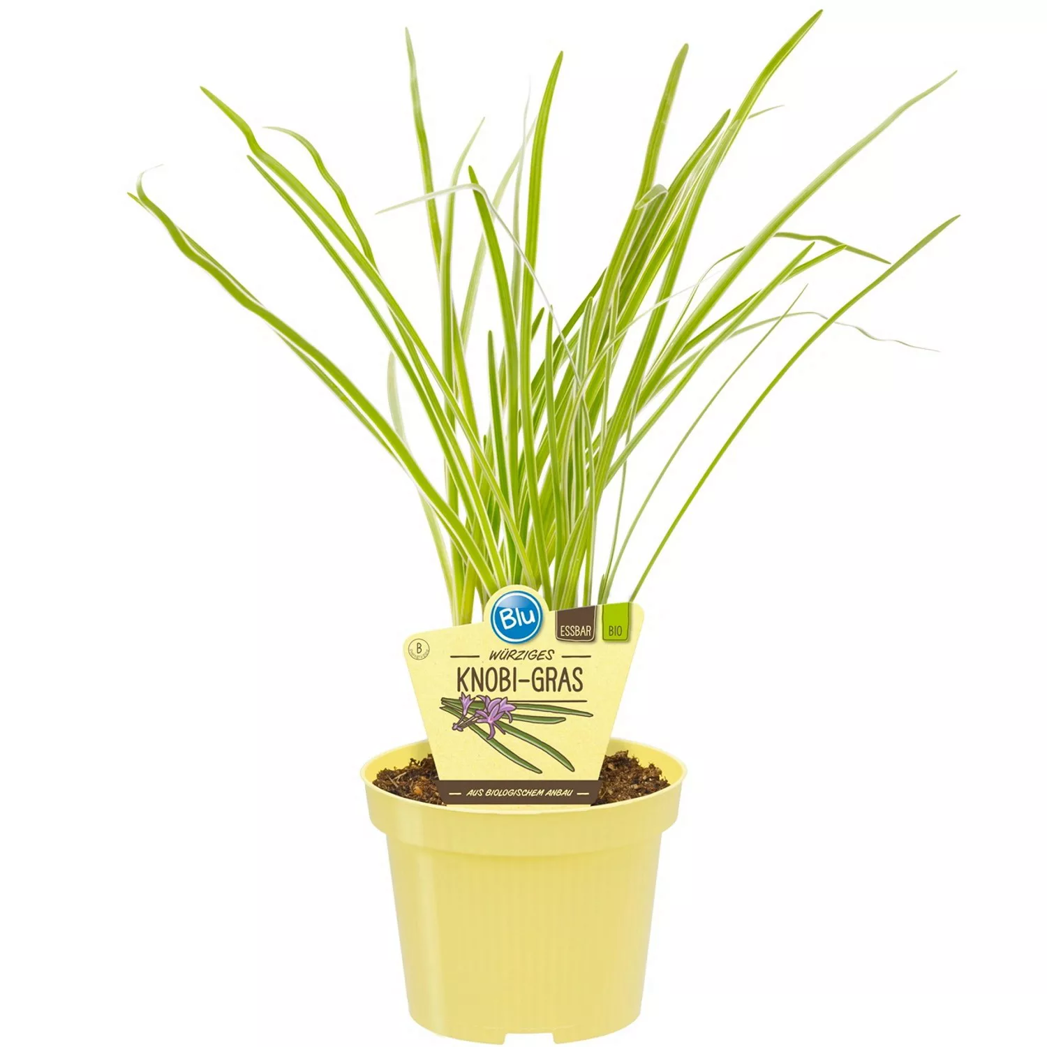 Blu Bio-Knobi-Gras Topf-Ø ca. 11 cm Talbaghia günstig online kaufen