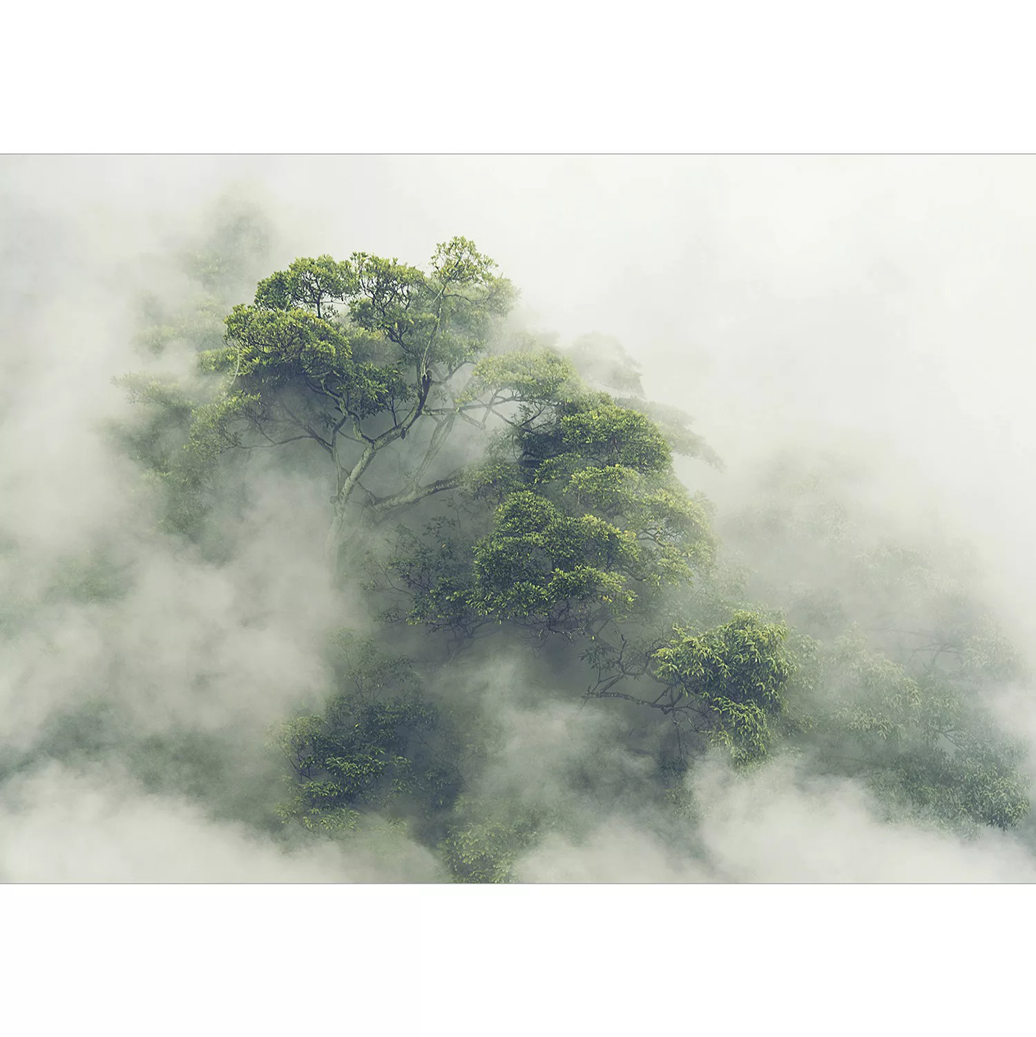 Selbstklebende Fototapete - Foggy Amazon günstig online kaufen