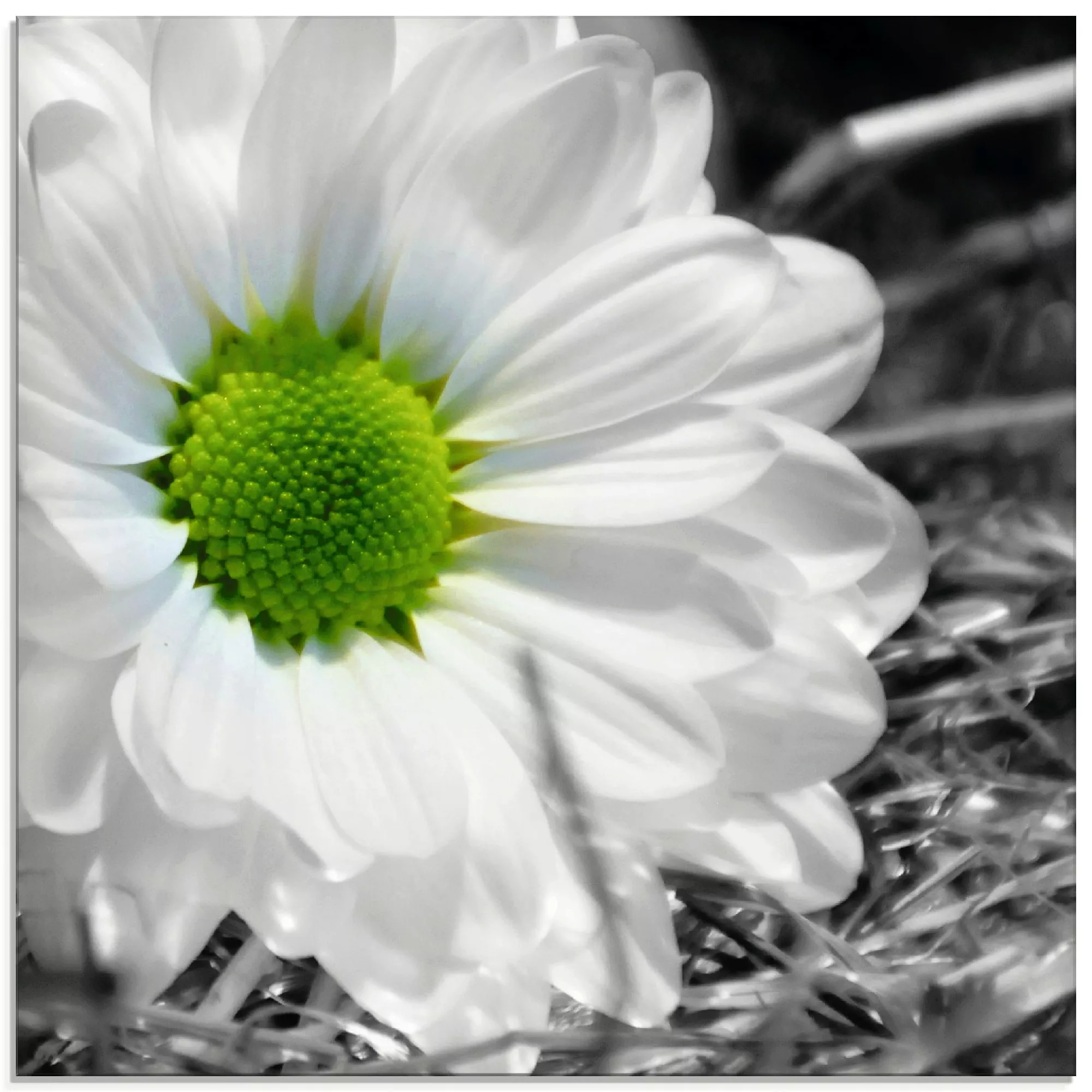 Artland Glasbild »Weiße Blume«, Blumen, (1 St.) günstig online kaufen