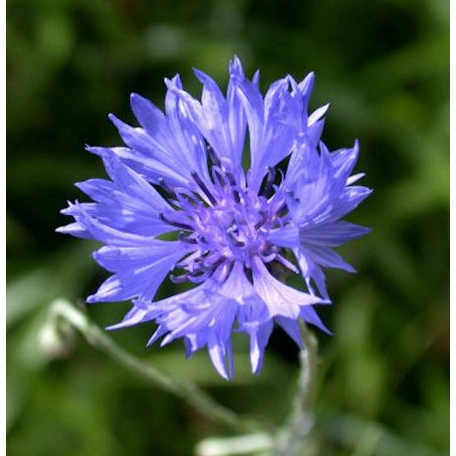 Kornblume - Centaurea cyanus günstig online kaufen