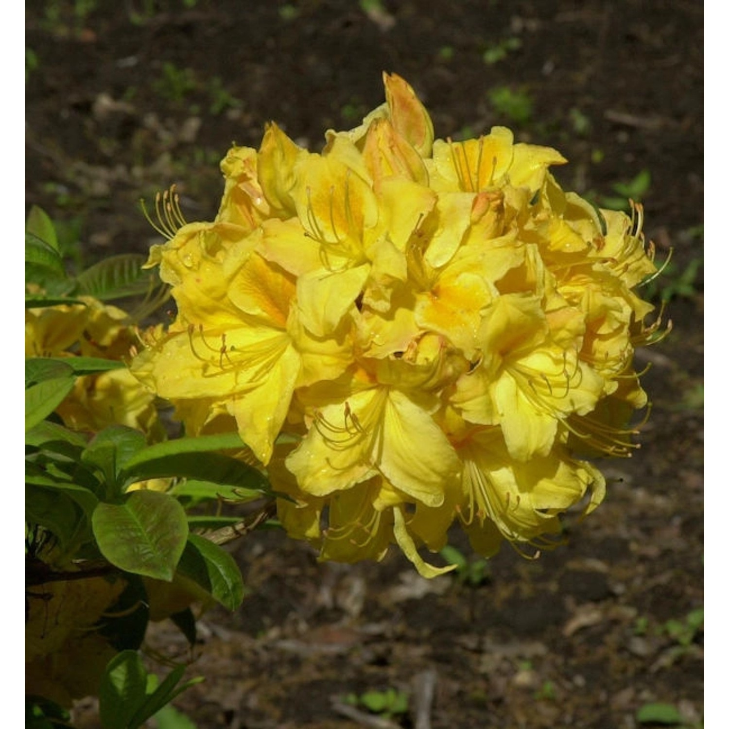 Azalee Golden Lights 40-50cm - Rhododendron luteum - Alpenrose günstig online kaufen