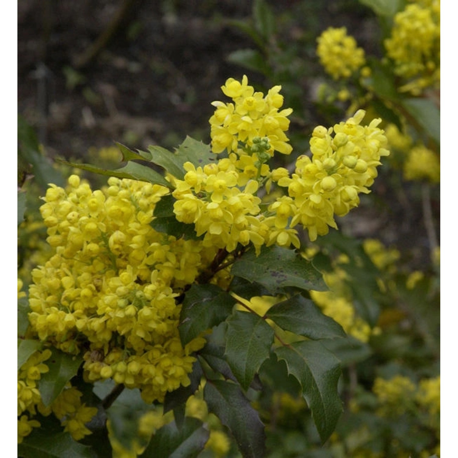 Mahonie 30-40cm - Mahonia aquifolium günstig online kaufen