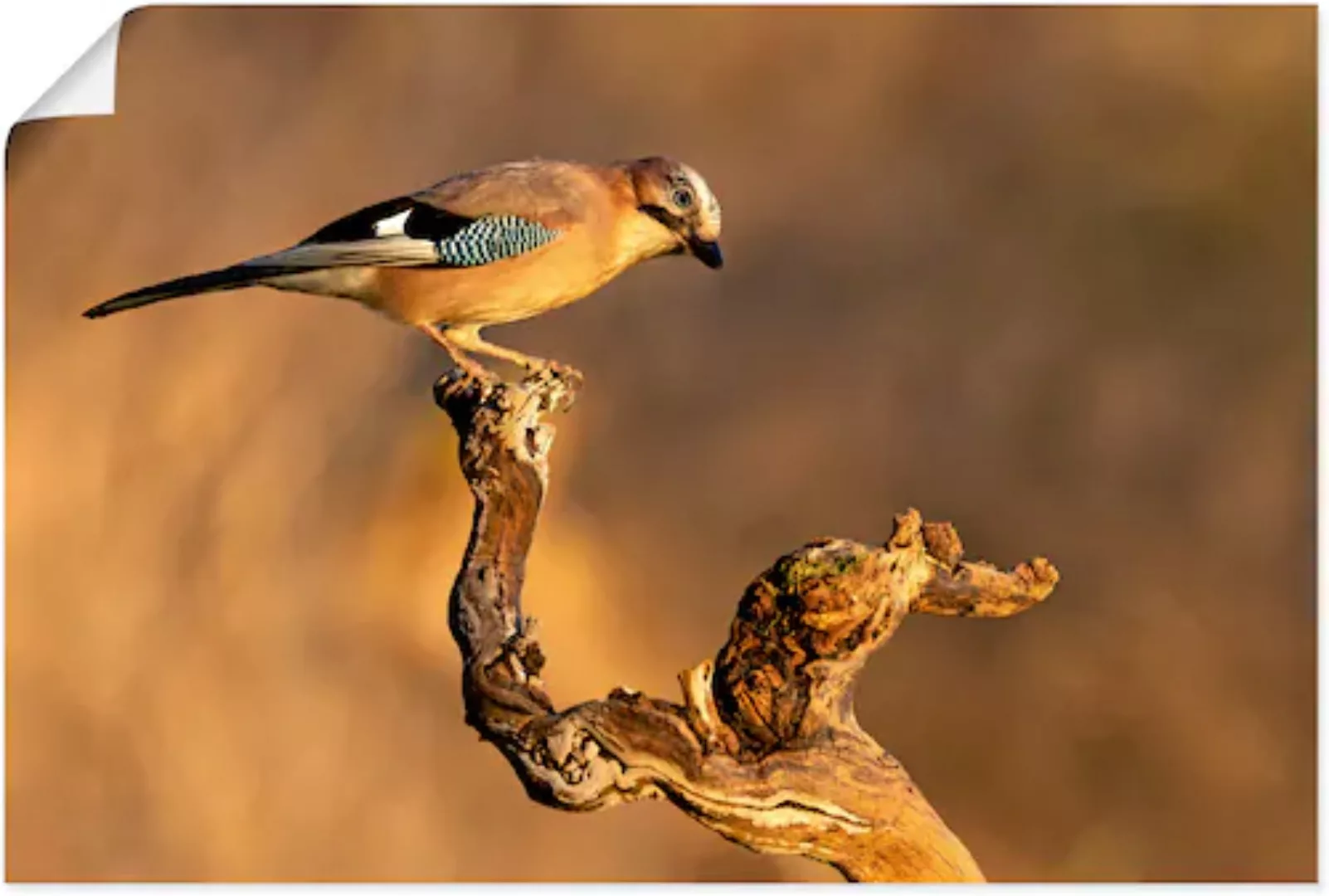 Artland Wandbild »Eichelhäher«, Vogelbilder, (1 St.), als Leinwandbild, Pos günstig online kaufen