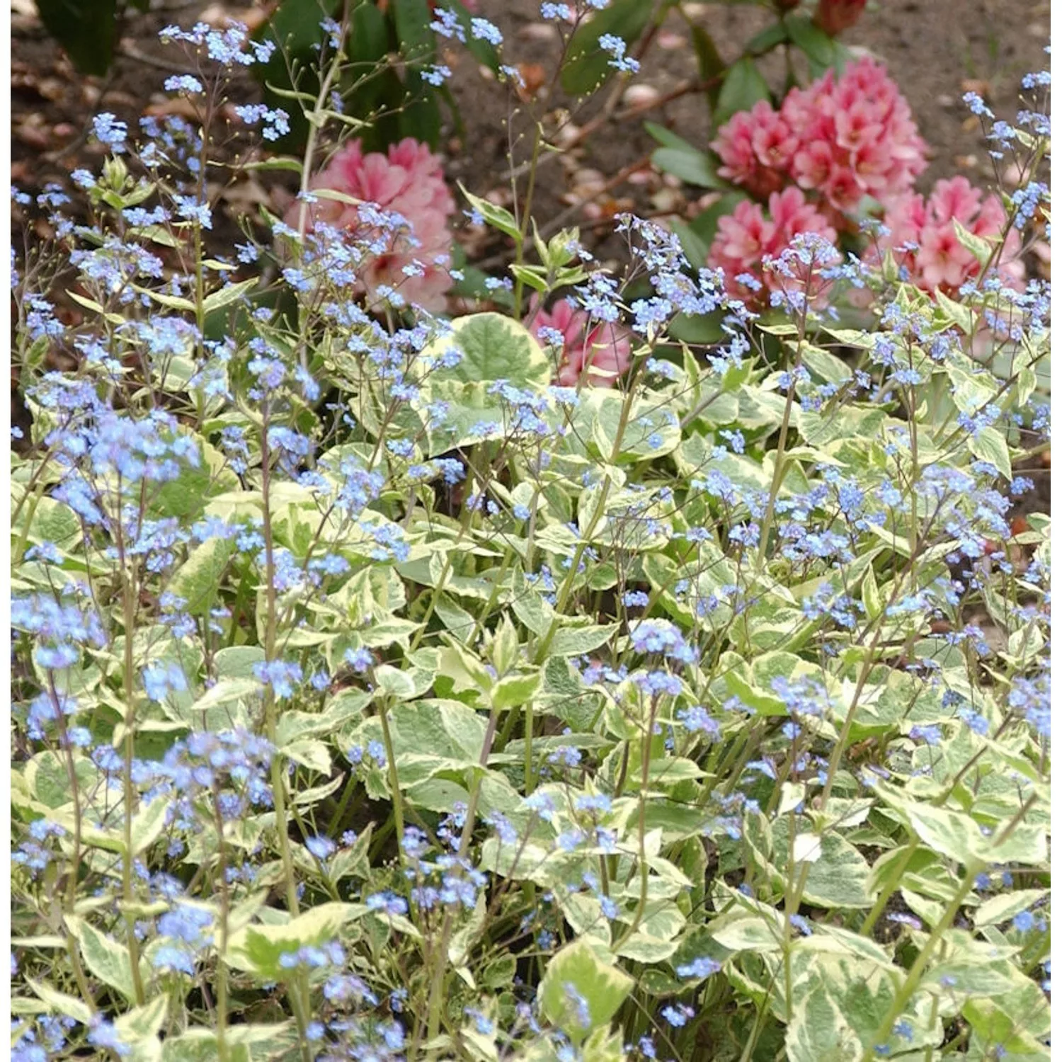 Kaukasus Vergißmeinnicht Hadspen Cream - Brunnera macrophylla günstig online kaufen