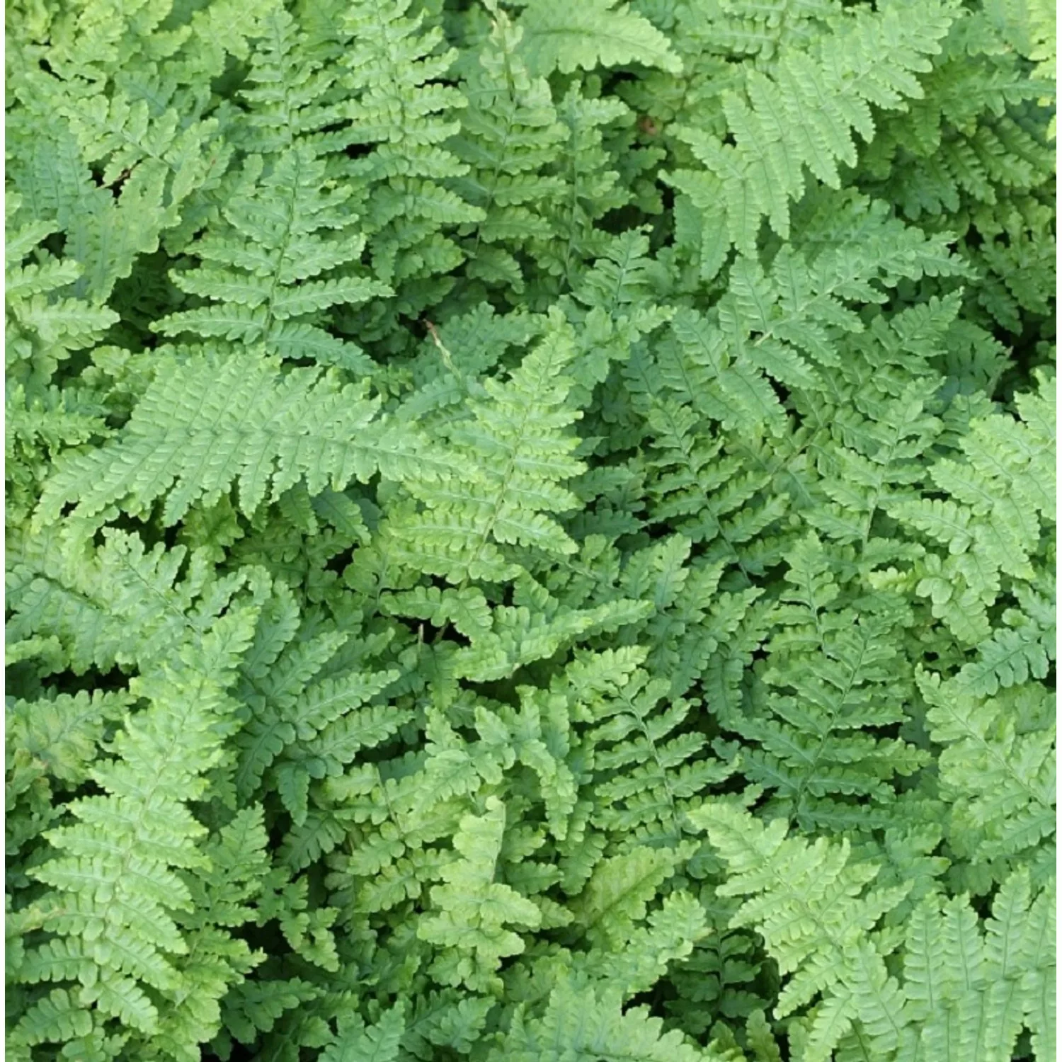 Goldschuppenfarn Cristata The King - Dryopteris affinis günstig online kaufen