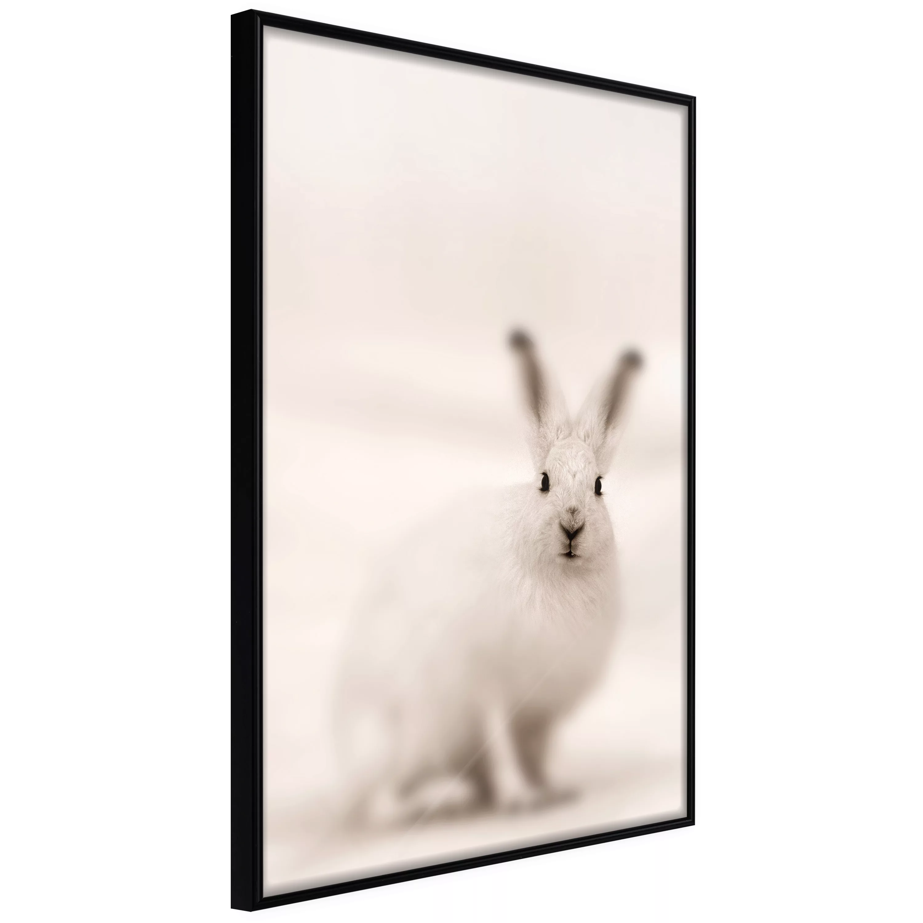 Poster - Curious Rabbit günstig online kaufen