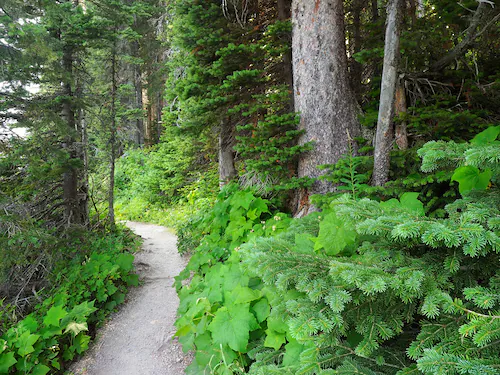 Papermoon Fototapete »WALD IN KANADA-BAUM FICHTE NATUR PFLANZE SONNE WEG SE günstig online kaufen