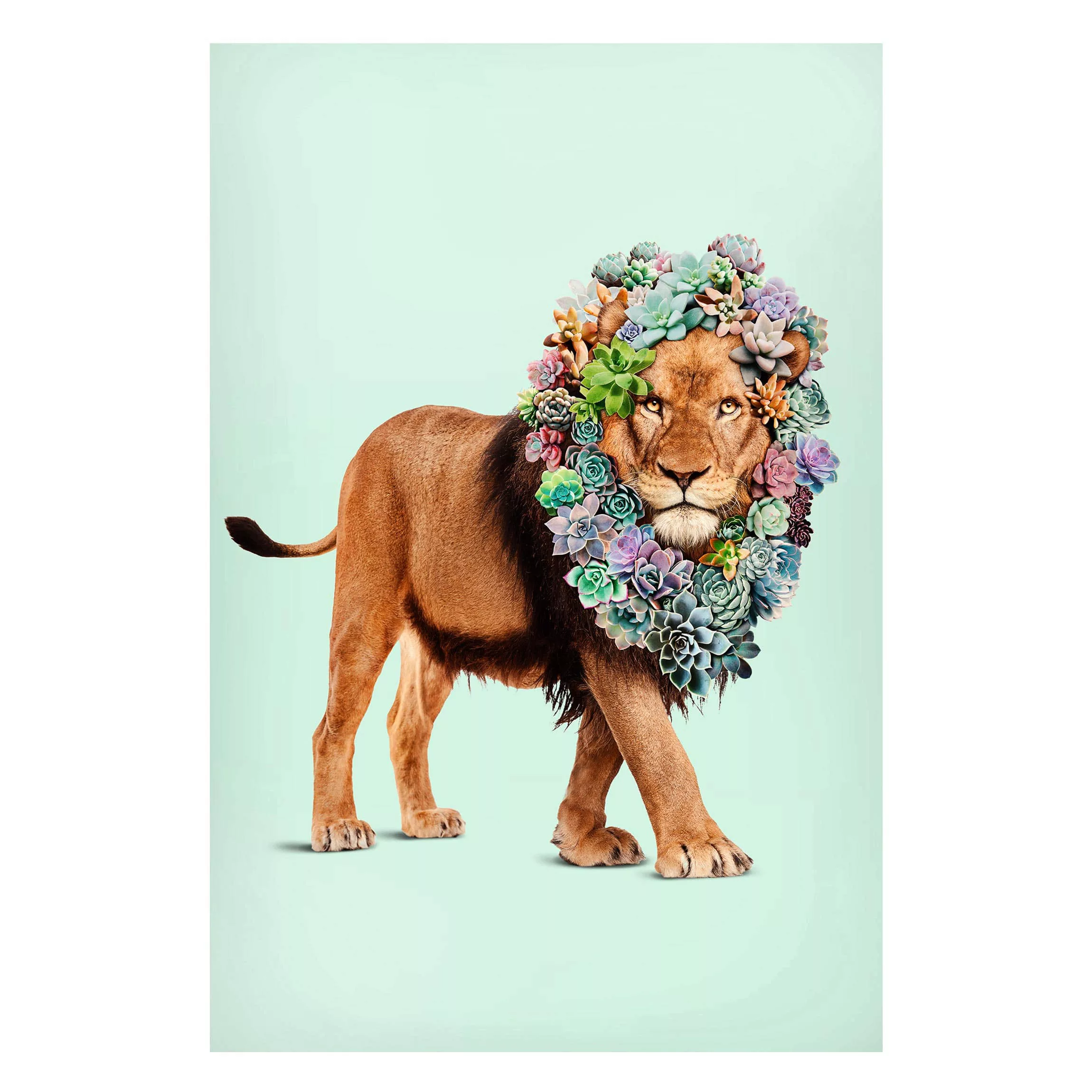 Magnettafel Blumen - Hochformat 2:3 Löwe mit Sukkulenten günstig online kaufen