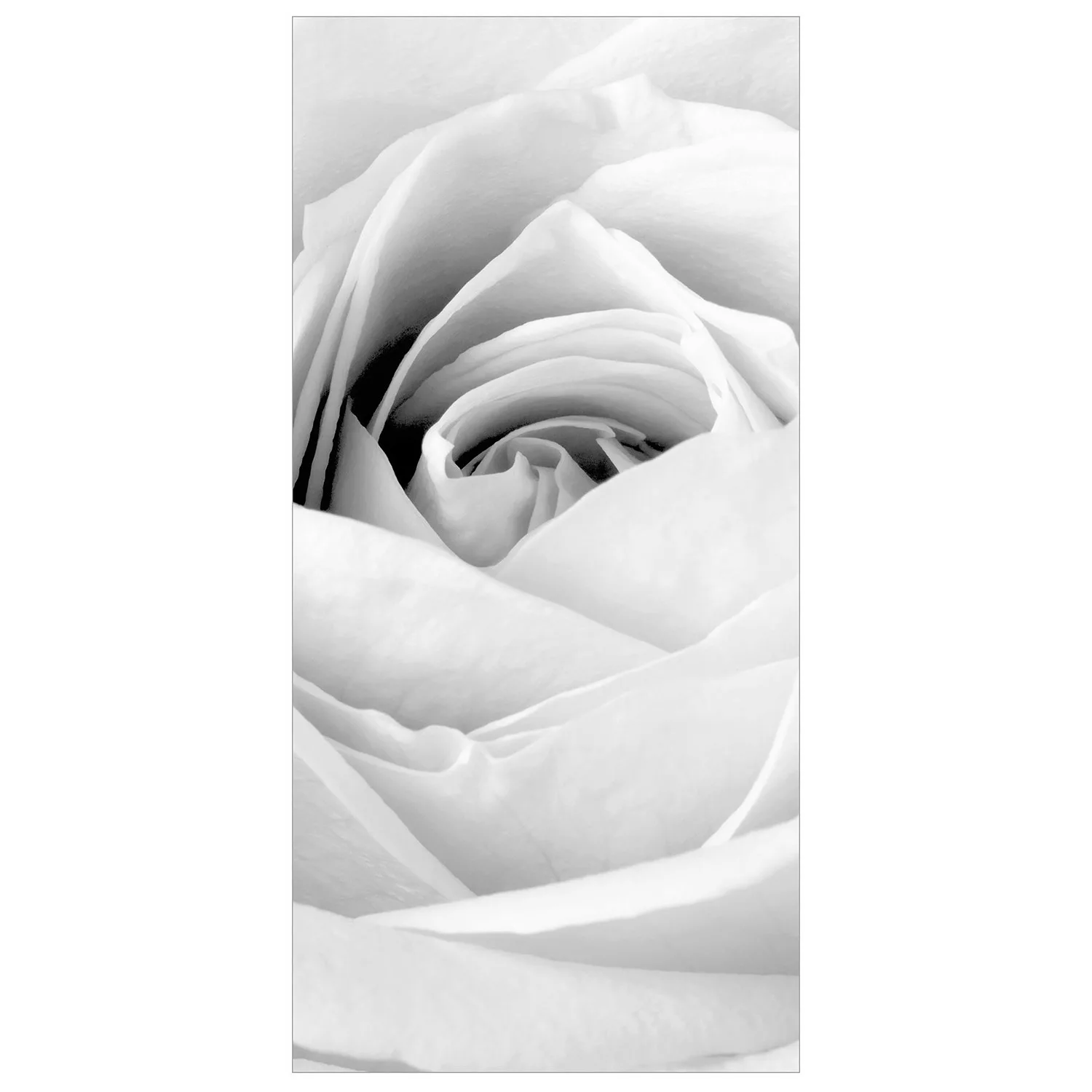 home24 Raumteiler Close up Rose günstig online kaufen