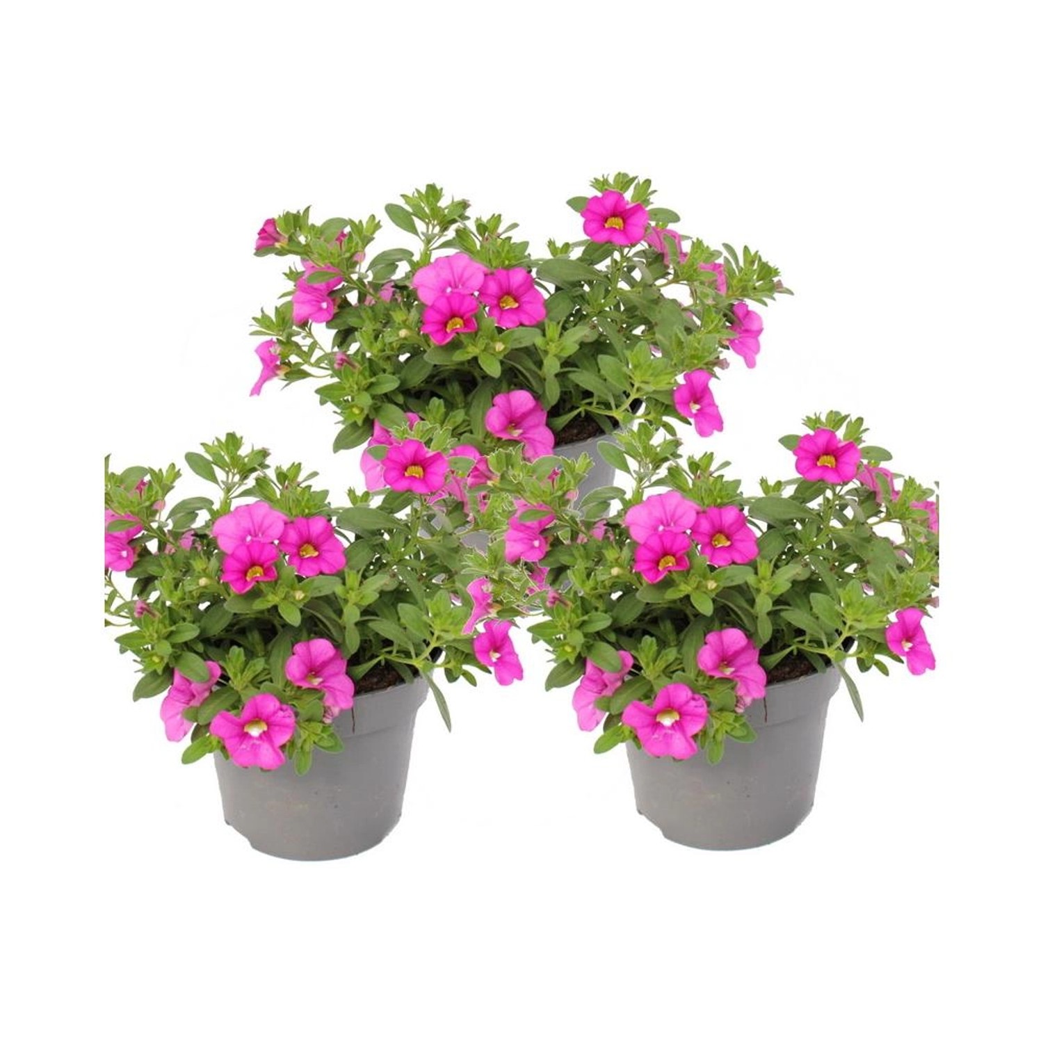 Exotenherz Zauberglöckchen Minihängepetunie Calibrachoa 12cm Topf Set mit 3 günstig online kaufen