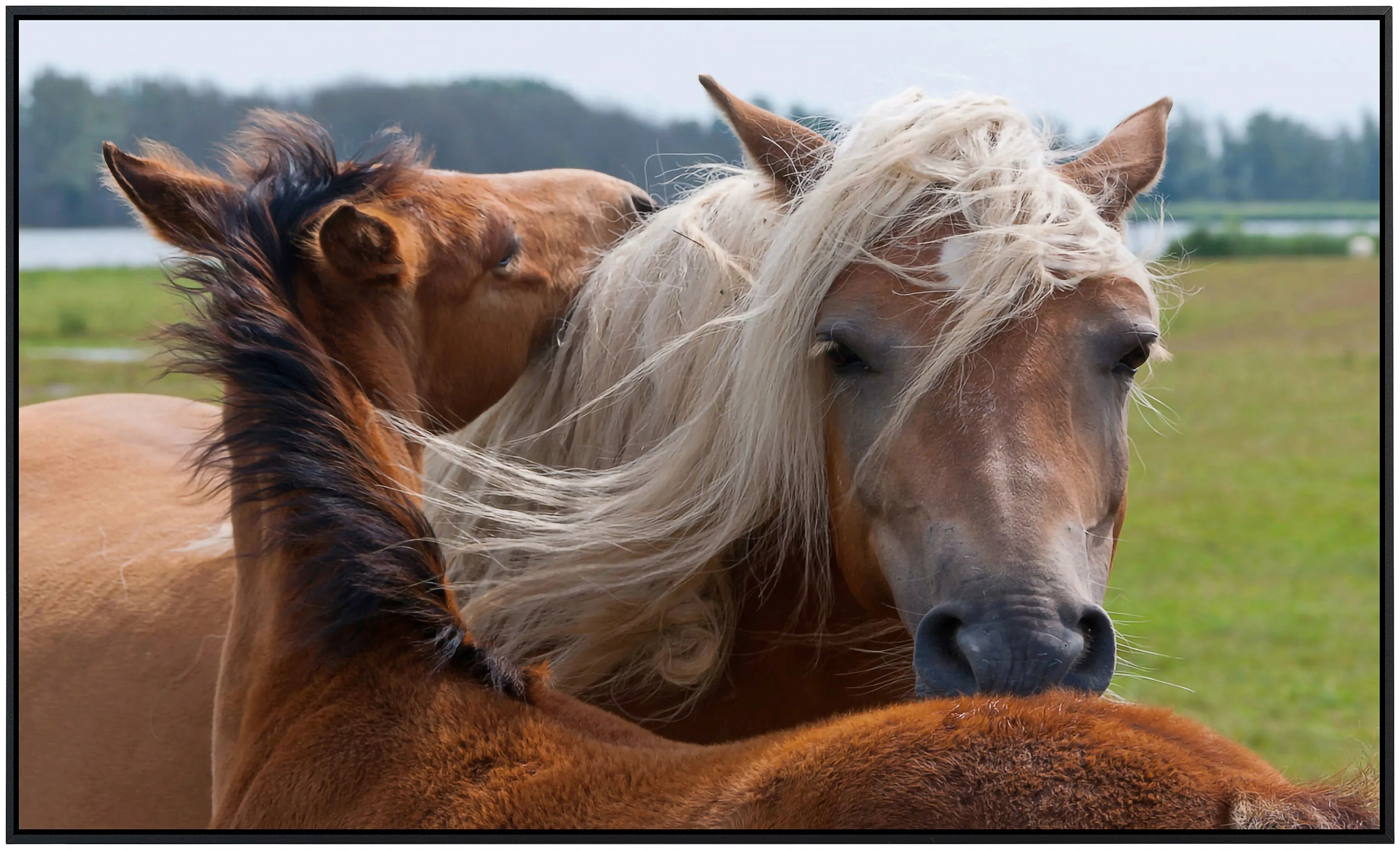 Papermoon Infrarotheizung »Pferde«, sehr angenehme Strahlungswärme günstig online kaufen