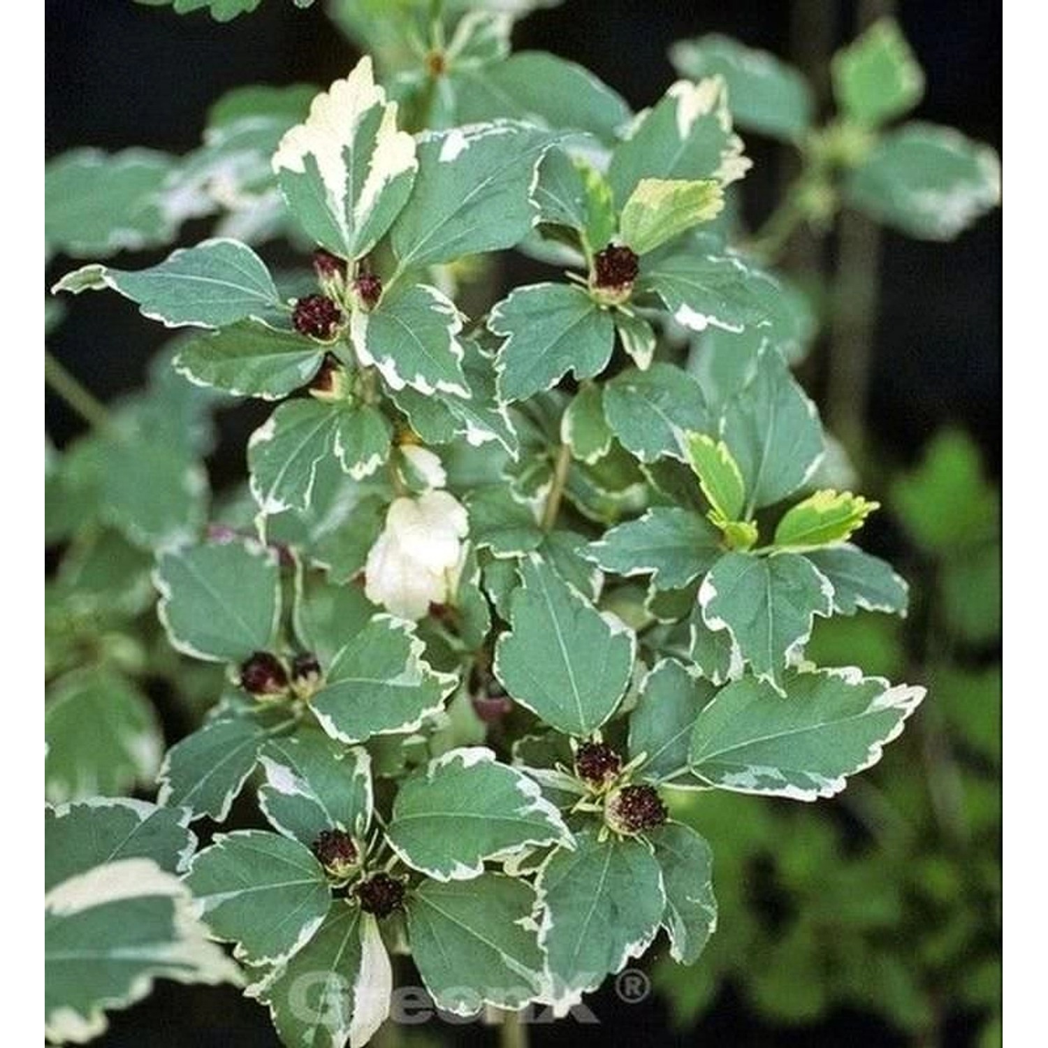 Hochstamm Garteneibisch Purpureus Variegatus 80-100cm - Hibiscus syriacus günstig online kaufen