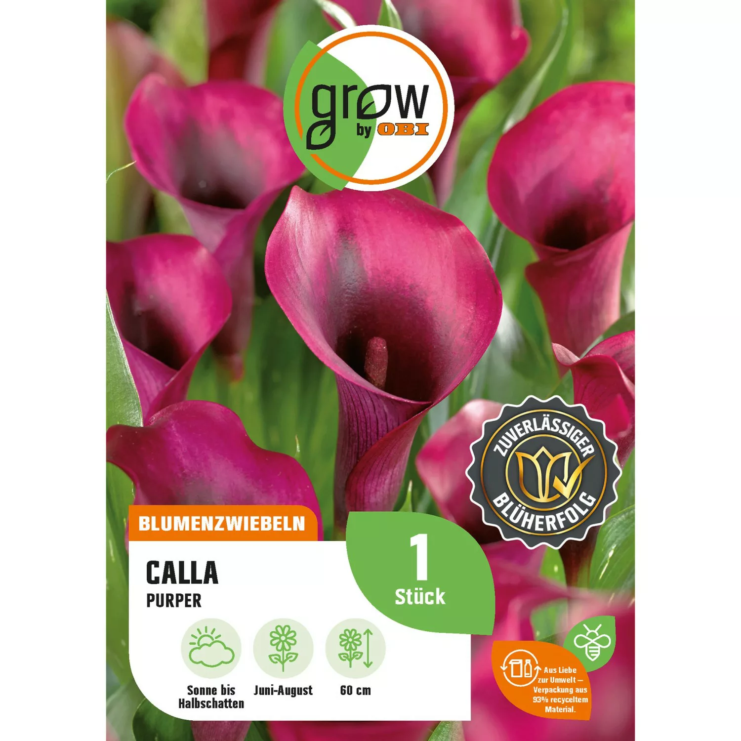 GROW by OBI Calla Zantedeschia Purpur Höhe ca. 60 cm günstig online kaufen