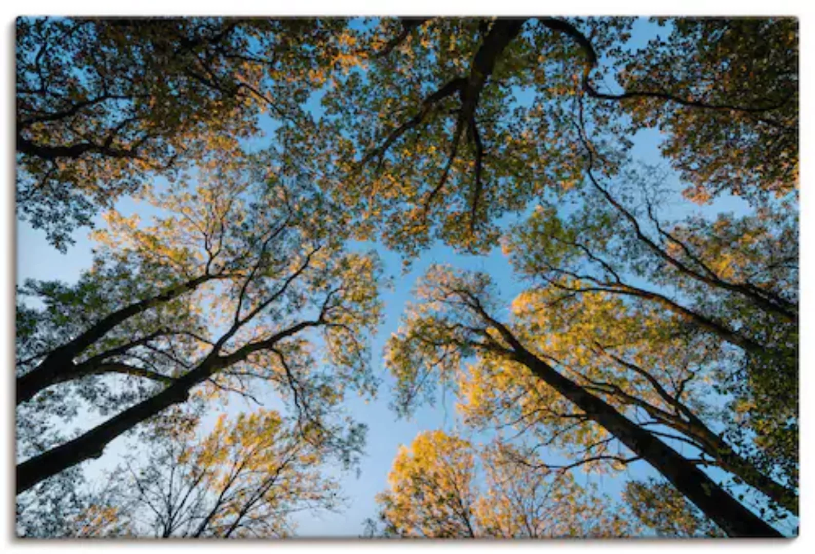 Artland Wandbild "Herbst im Wald", Bäume, (1 St.) günstig online kaufen