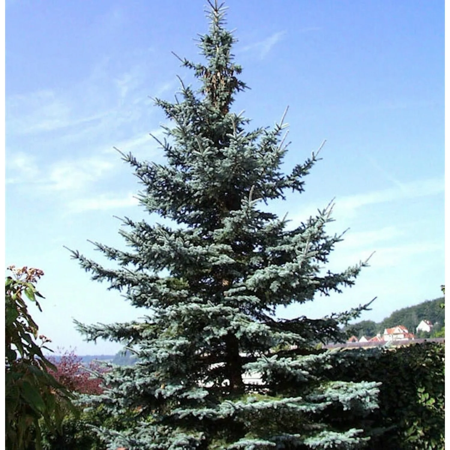 Blaufichte Koster 70-80cm - Picea pungens günstig online kaufen