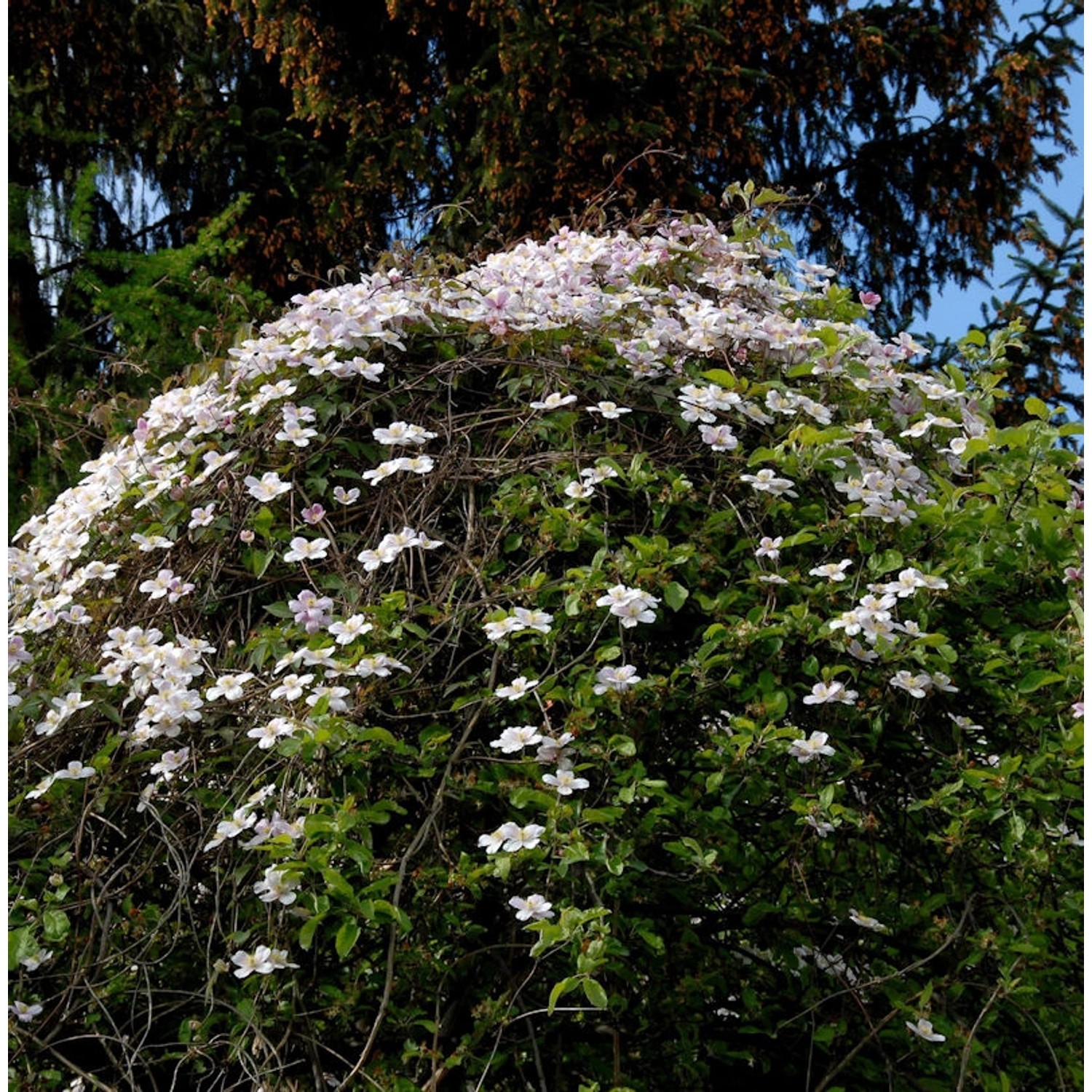 Berg Waldrebe Elizabeth 40-60cm - Clematis montana günstig online kaufen