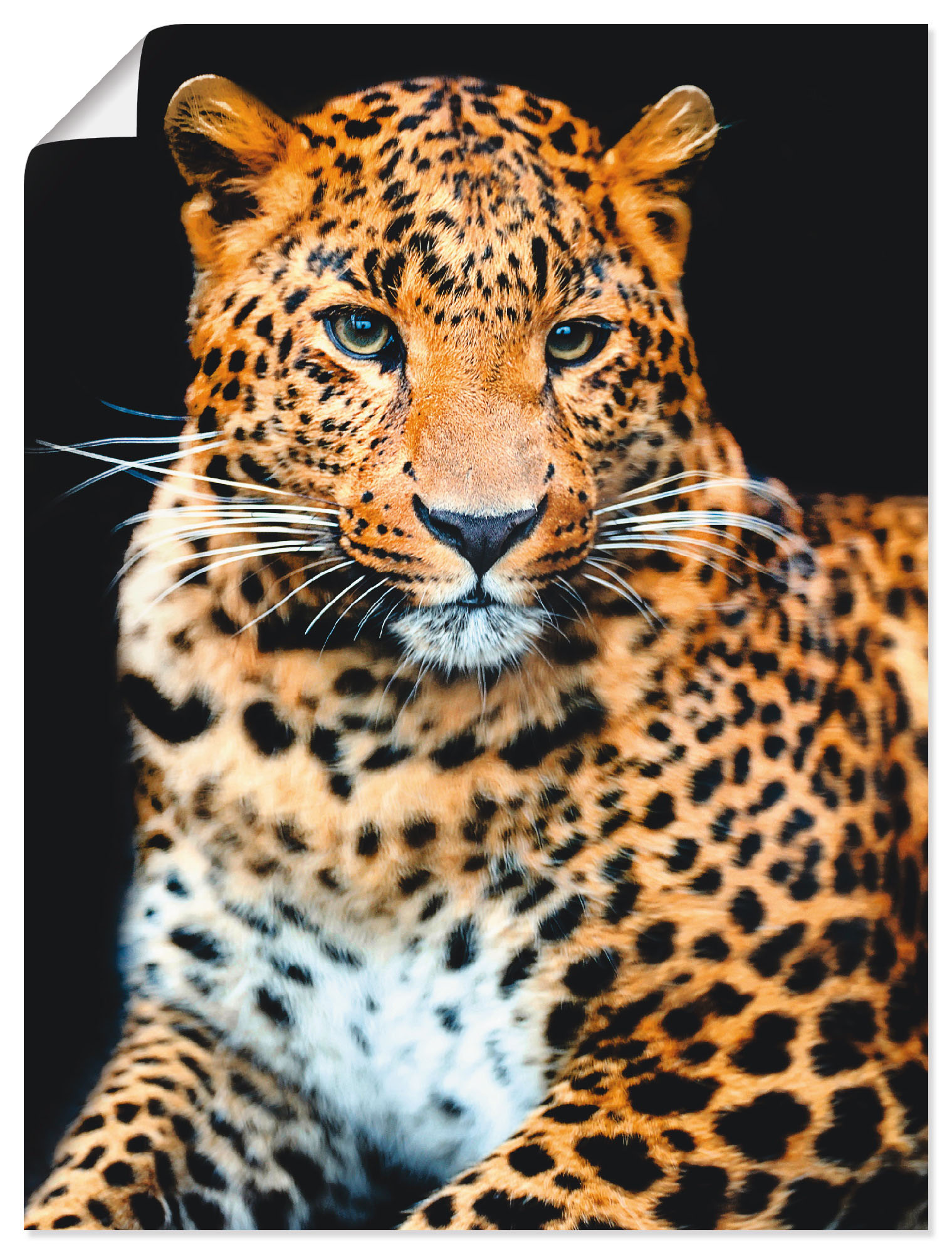 Artland Wandbild "Wütender wilder Leopard", Wildtiere, (1 St.), als Alubild günstig online kaufen