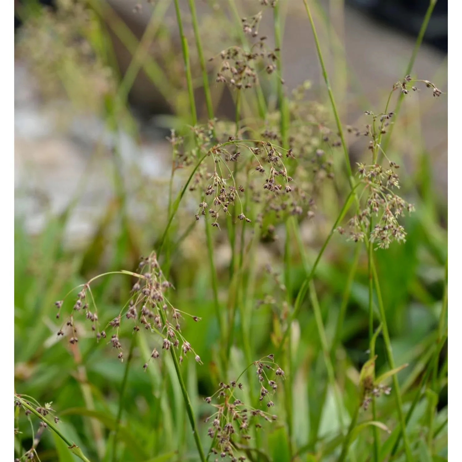 Waldmarbel Tauernpass - Luzula sylvatica günstig online kaufen