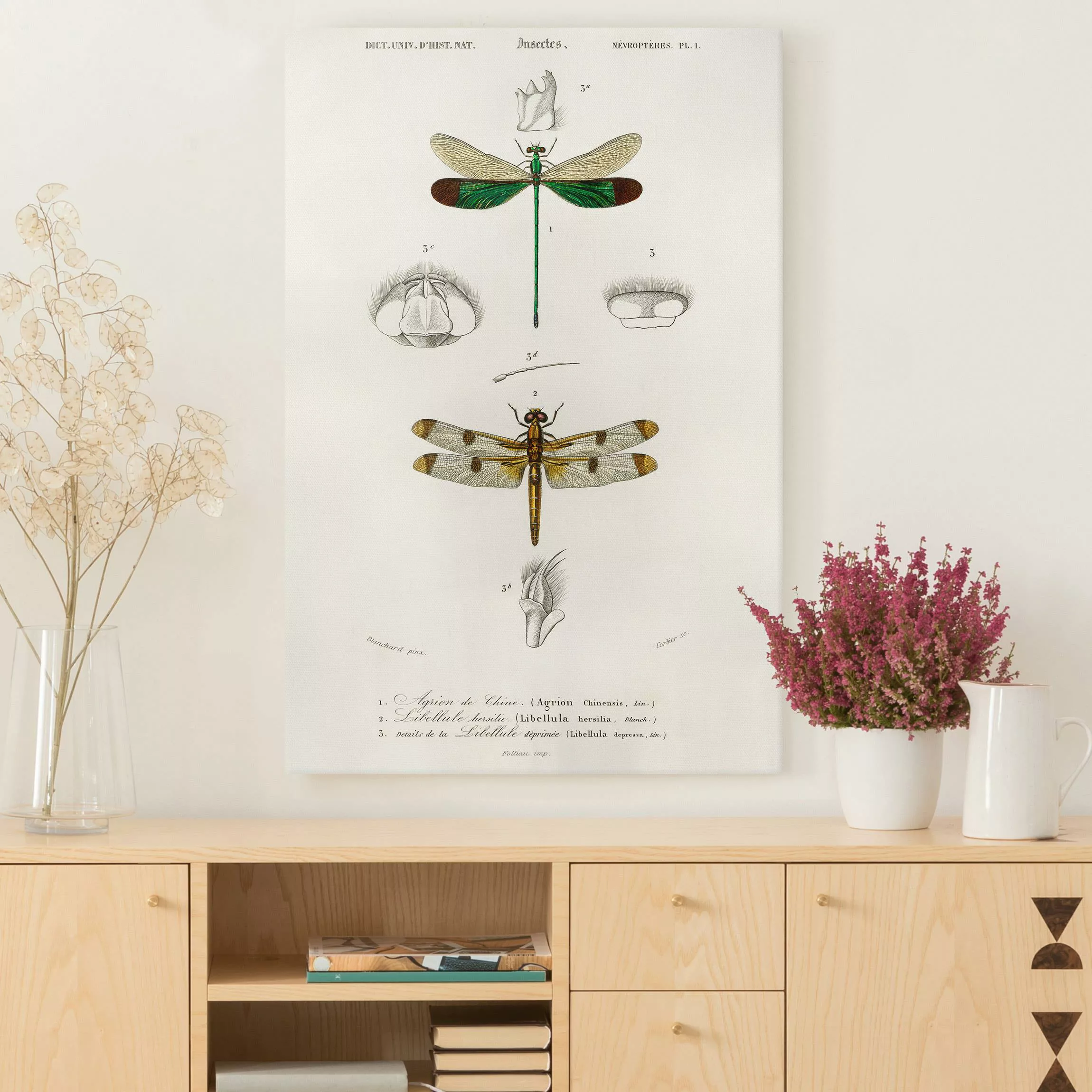Leinwandbild Vintage Lehrtafel Libellen günstig online kaufen