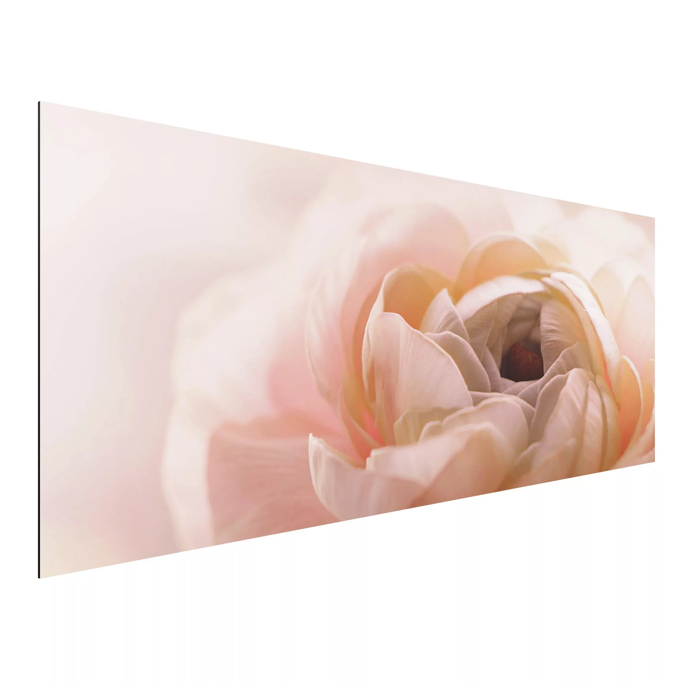Alu-Dibond Bild Rosa Blüte im Fokus günstig online kaufen