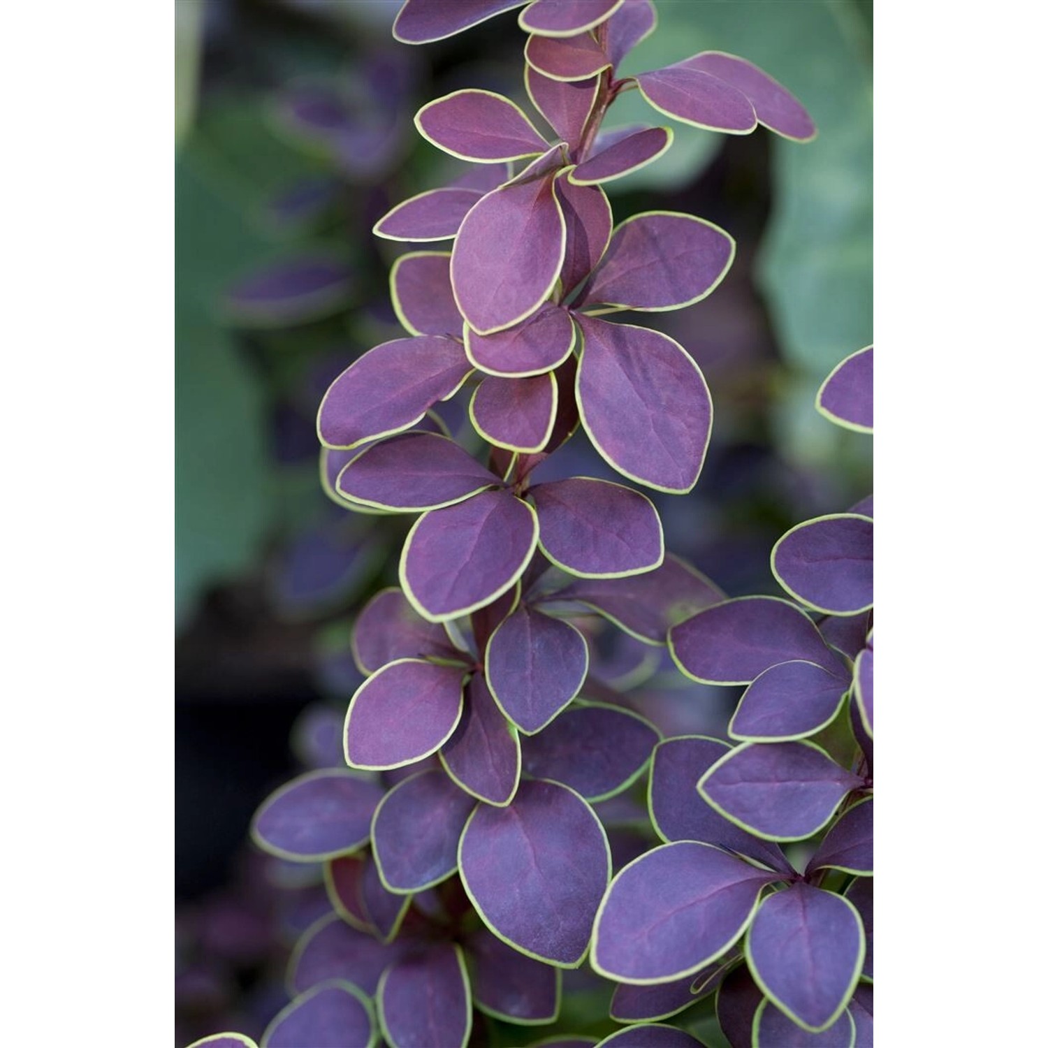 Berberis Thunbergii Golden Ring Berberitze Gelb-Rot 40–60 cm günstig online kaufen