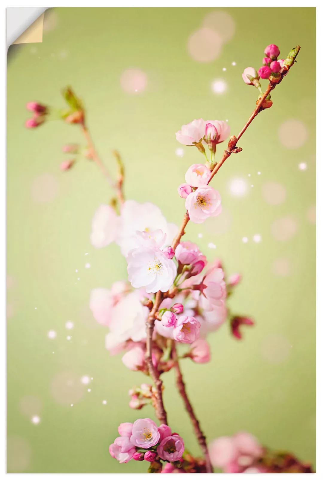 Artland Wandbild »Kirschblütenzweig«, Blumen, (1 St.), als Leinwandbild, Wa günstig online kaufen