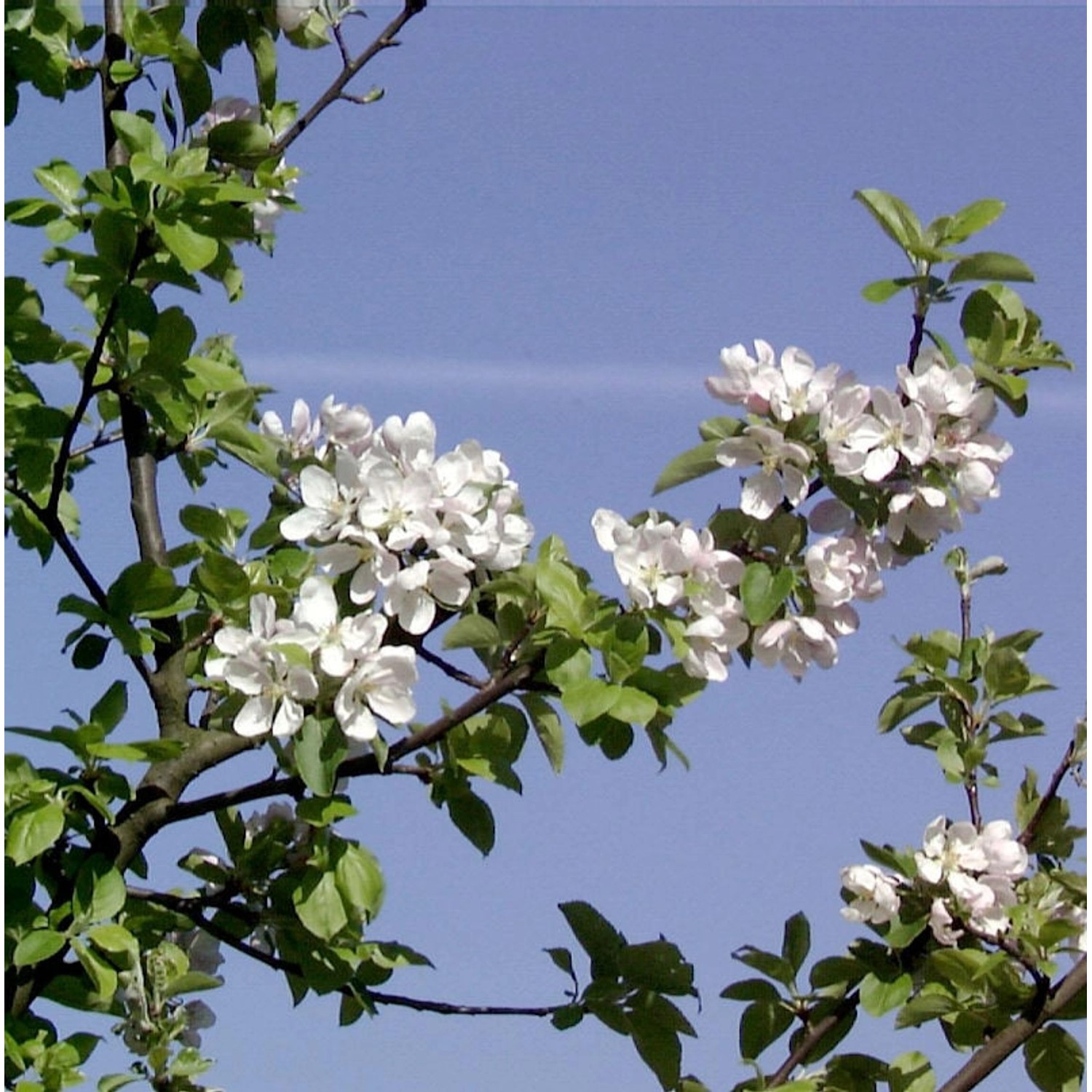 Wildapfel - Holzapfel 100-125cm - Malus sylvestris günstig online kaufen