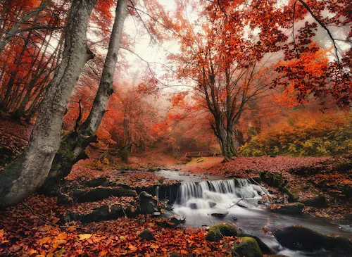 Papermoon Fototapete »Foggy Forest Creek« günstig online kaufen