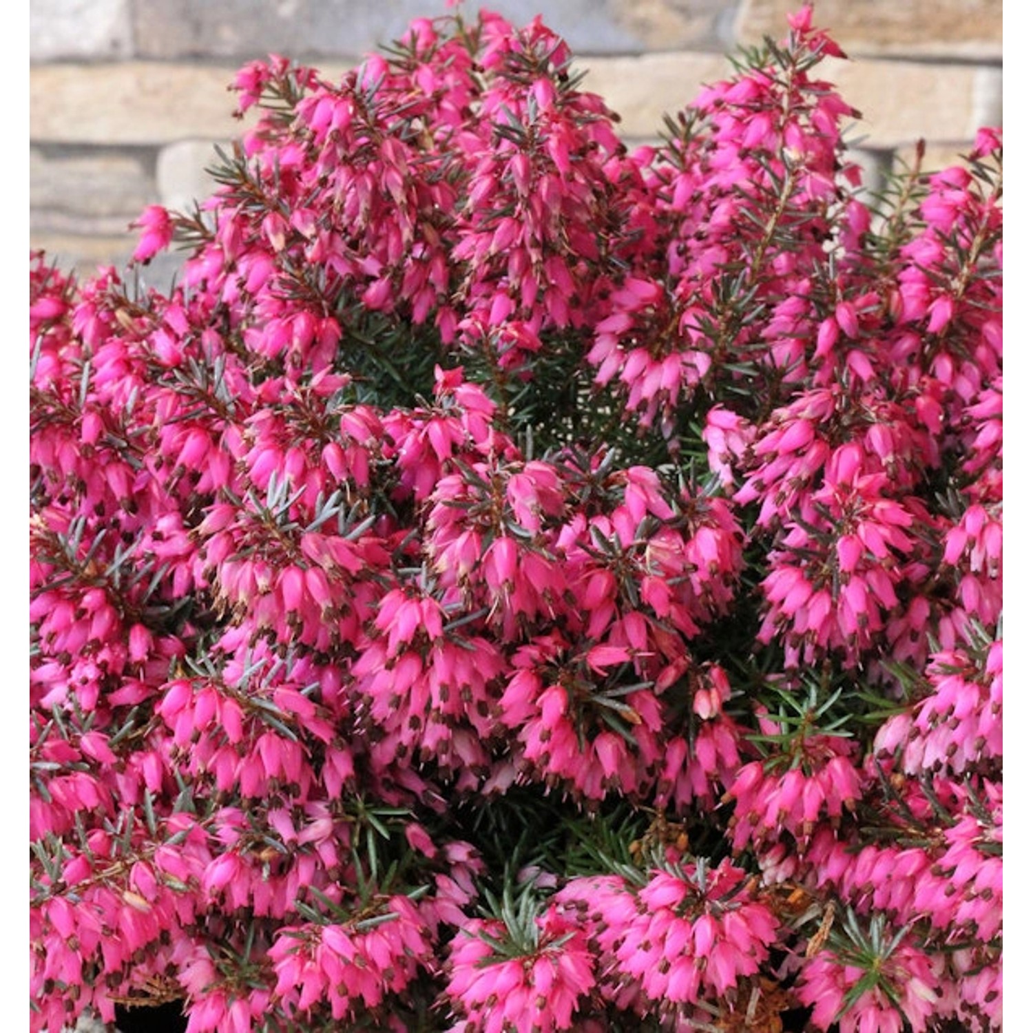 10x Winterheide Ruby Glow - Erica carnea günstig online kaufen