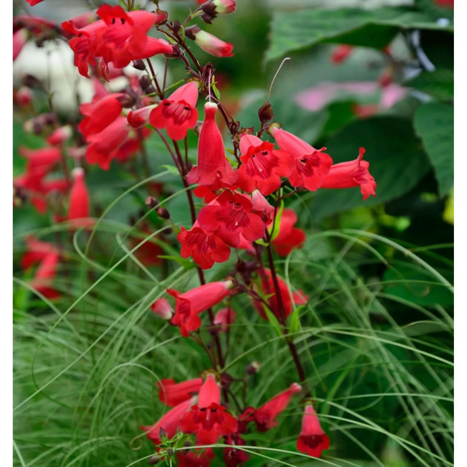 Bartfaden Paul Schönholzer - Penstemon cultorum günstig online kaufen